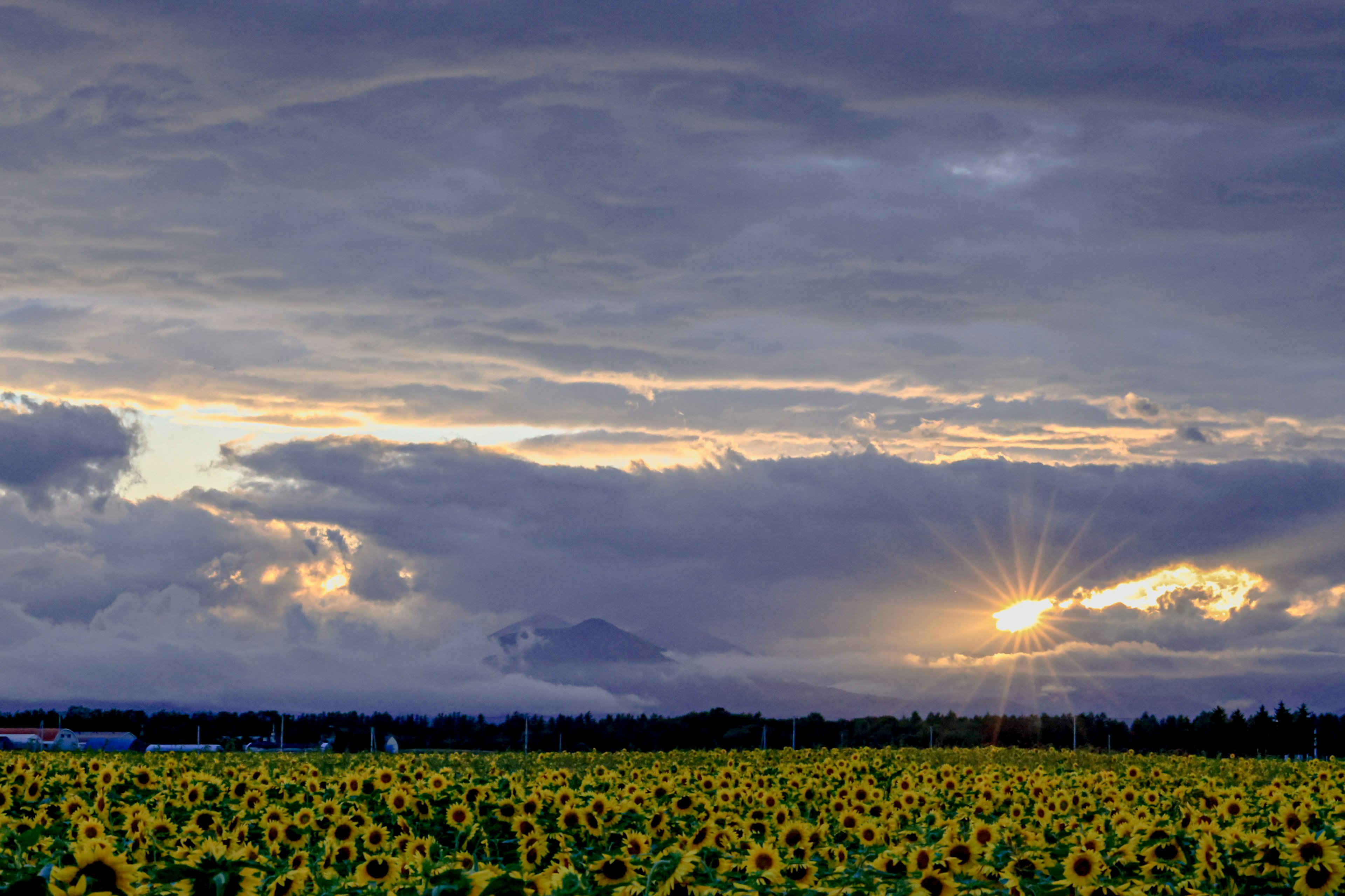 Campo de girasoles bajo un cielo nublado con luz del sol atravesando las nubes