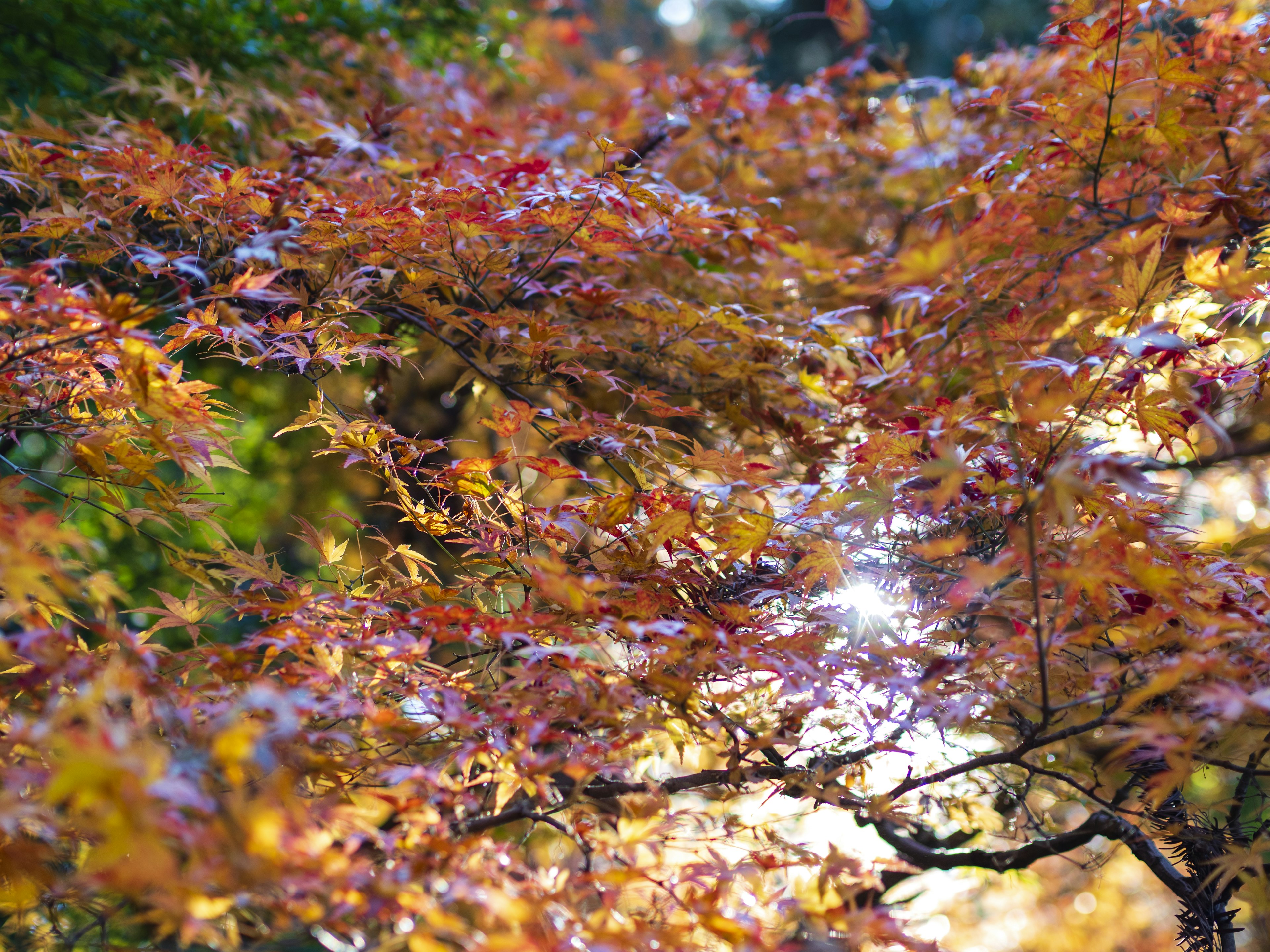 Feuilles d'érable aux couleurs d'automne scintillant dans la lumière