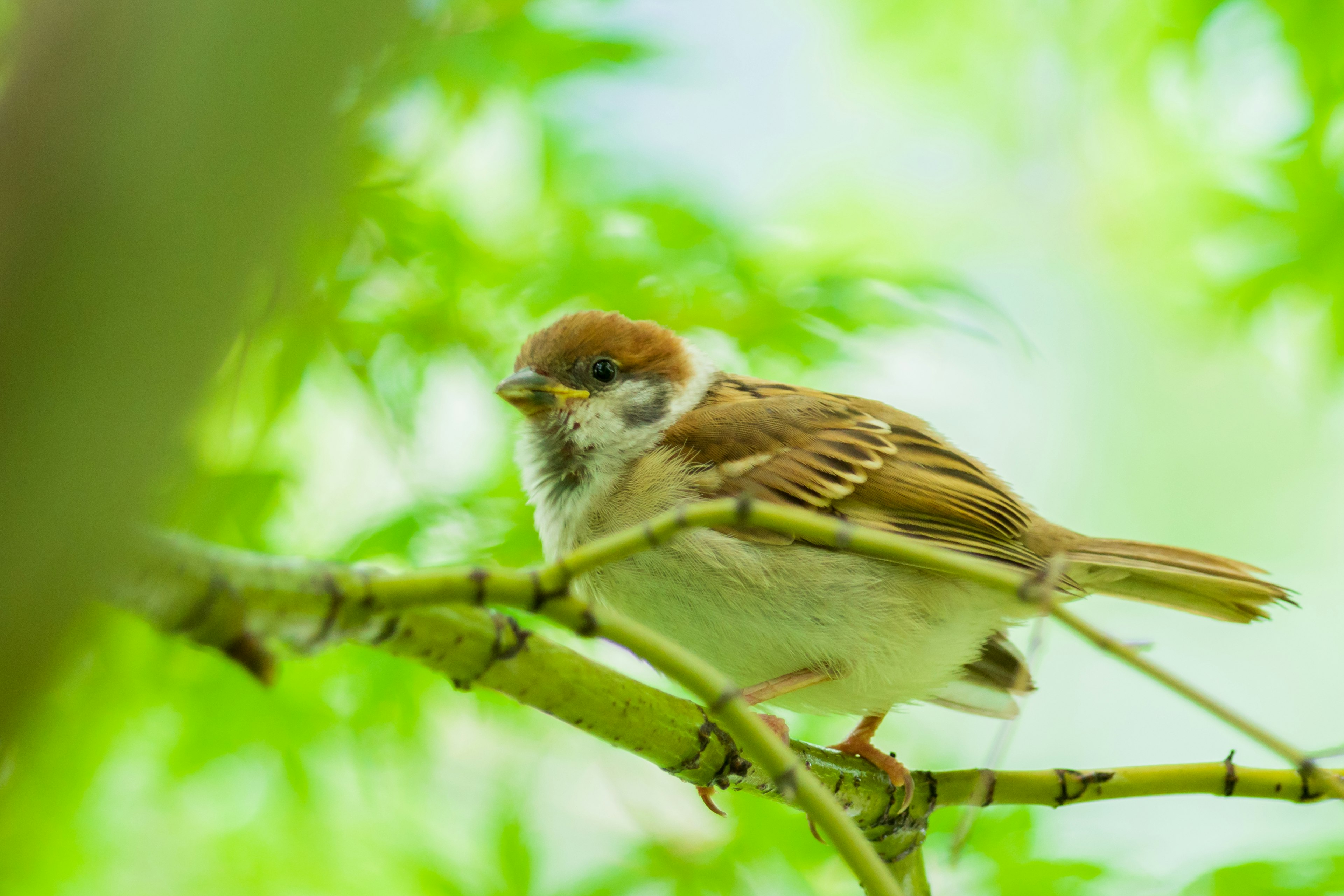 Un pequeño gorrión posado entre hojas verdes