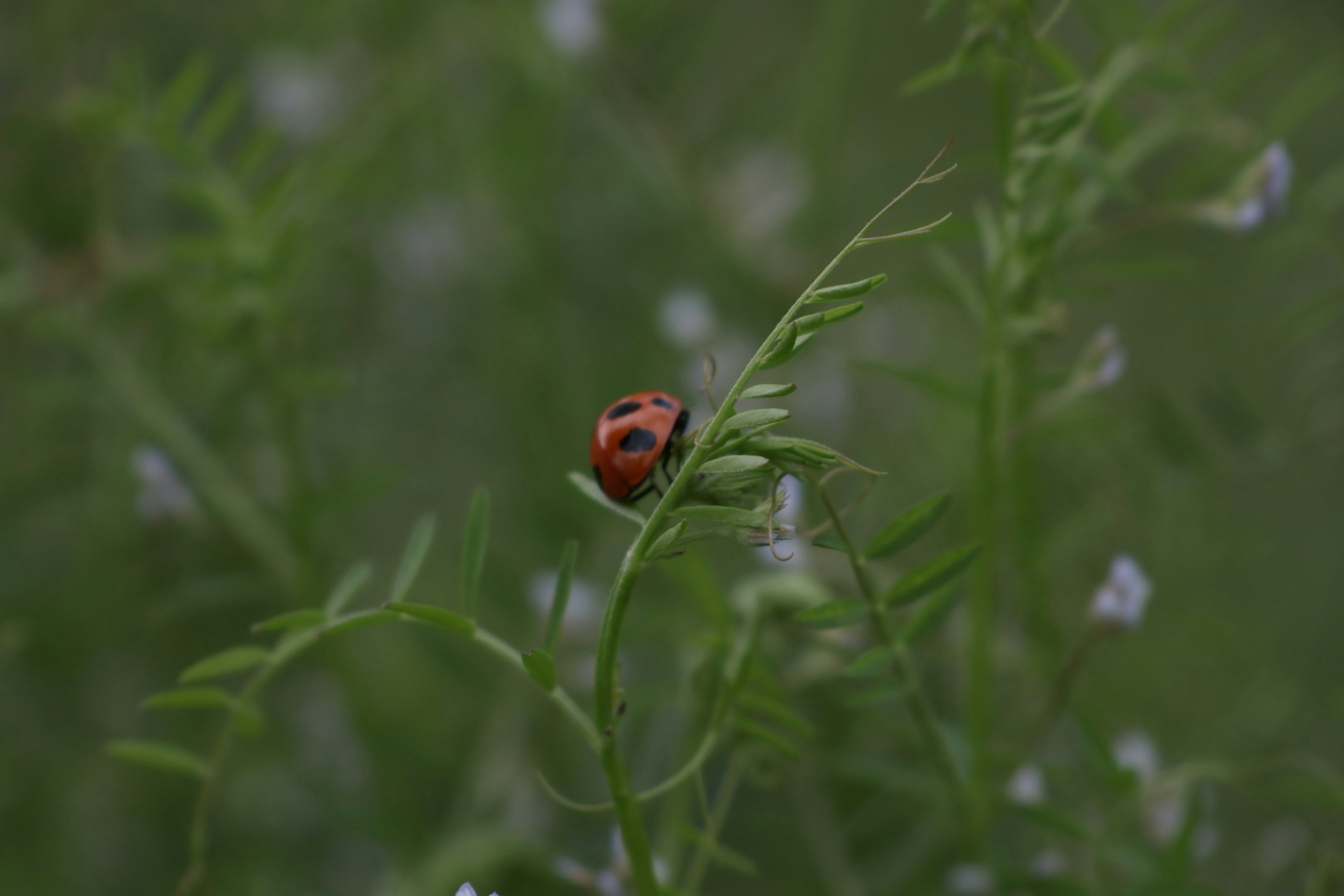 Kumbang merah di atas rumput hijau dengan bunga putih kecil