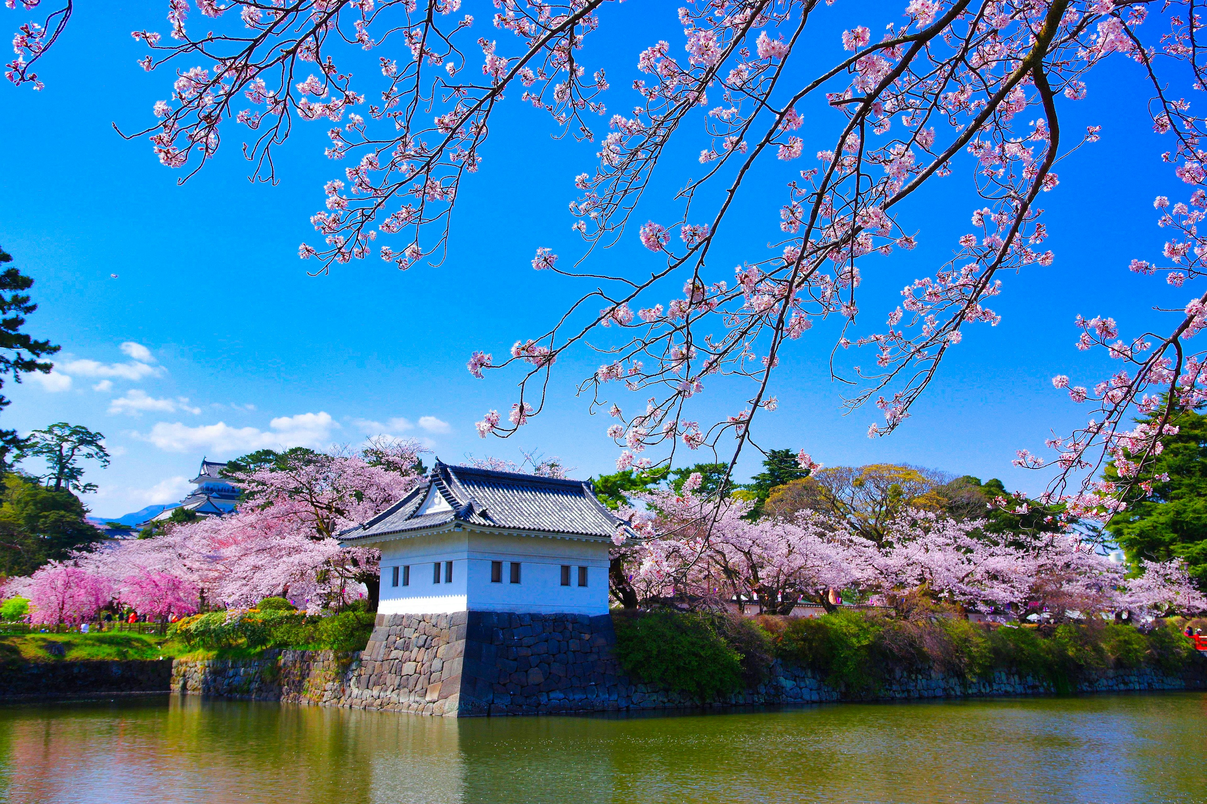 Pemandangan indah dengan kastil putih dikelilingi bunga sakura dan kolam tenang