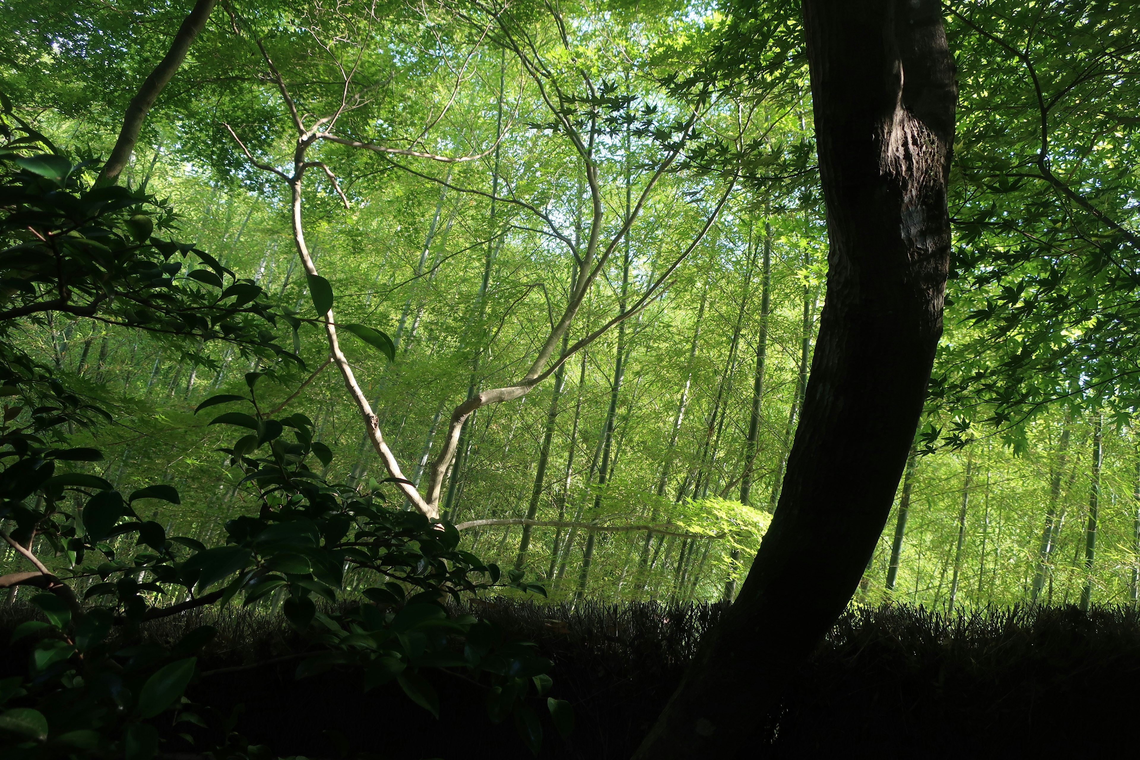 Escena de bosque exuberante con un tronco de árbol curvado