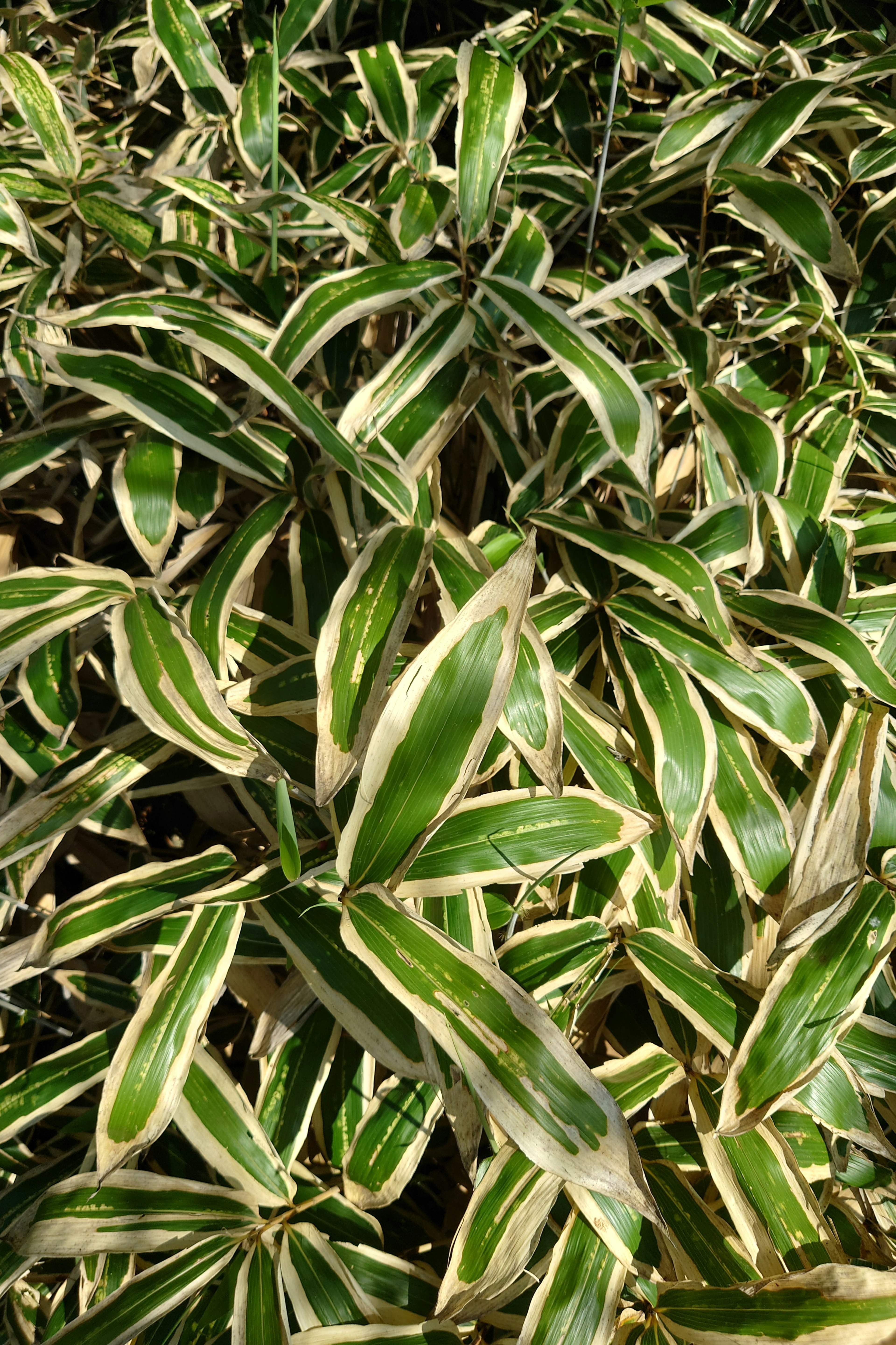 Acercamiento de una planta con hojas rayadas verdes y crema