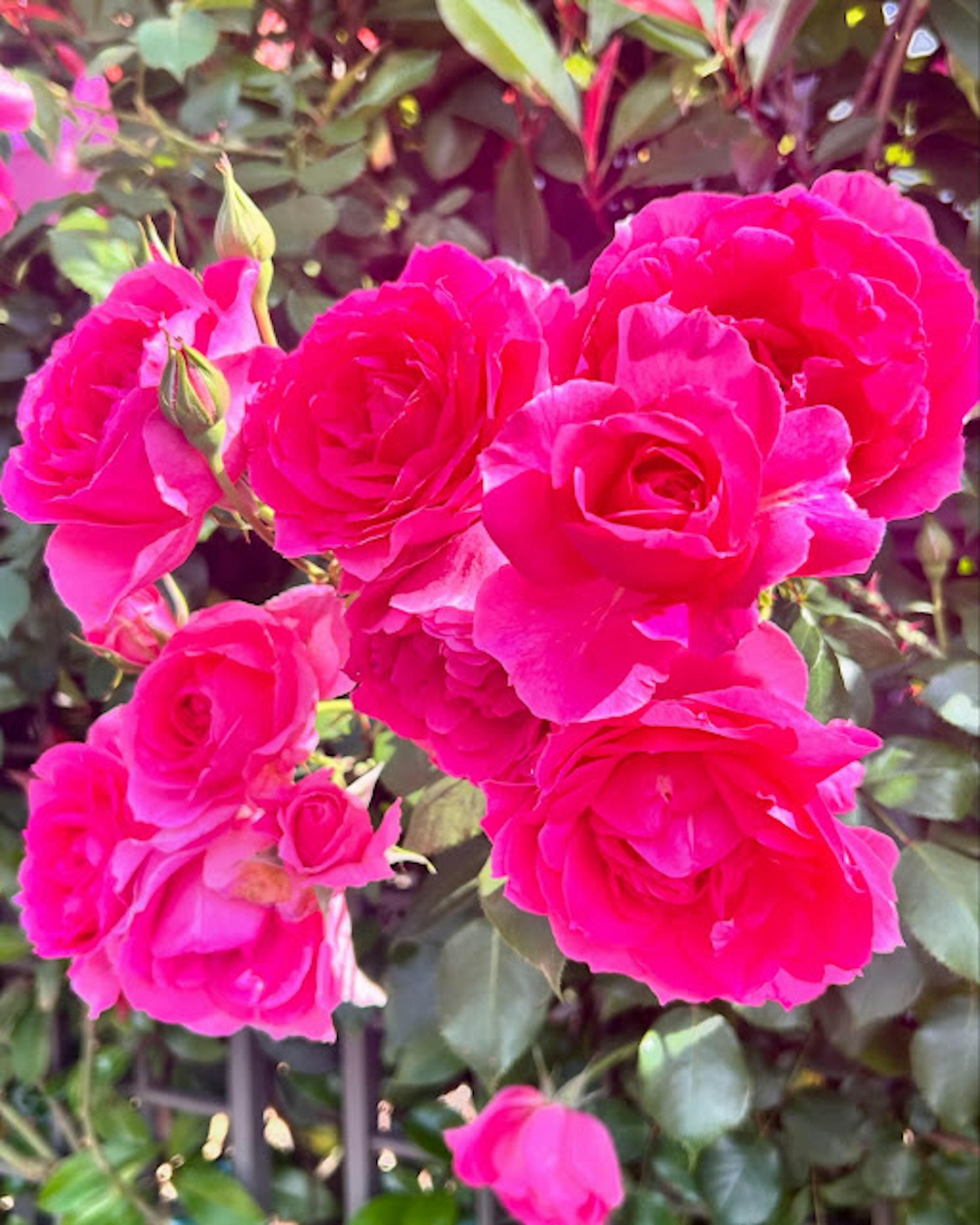 A vibrant bouquet of pink roses surrounded by green leaves