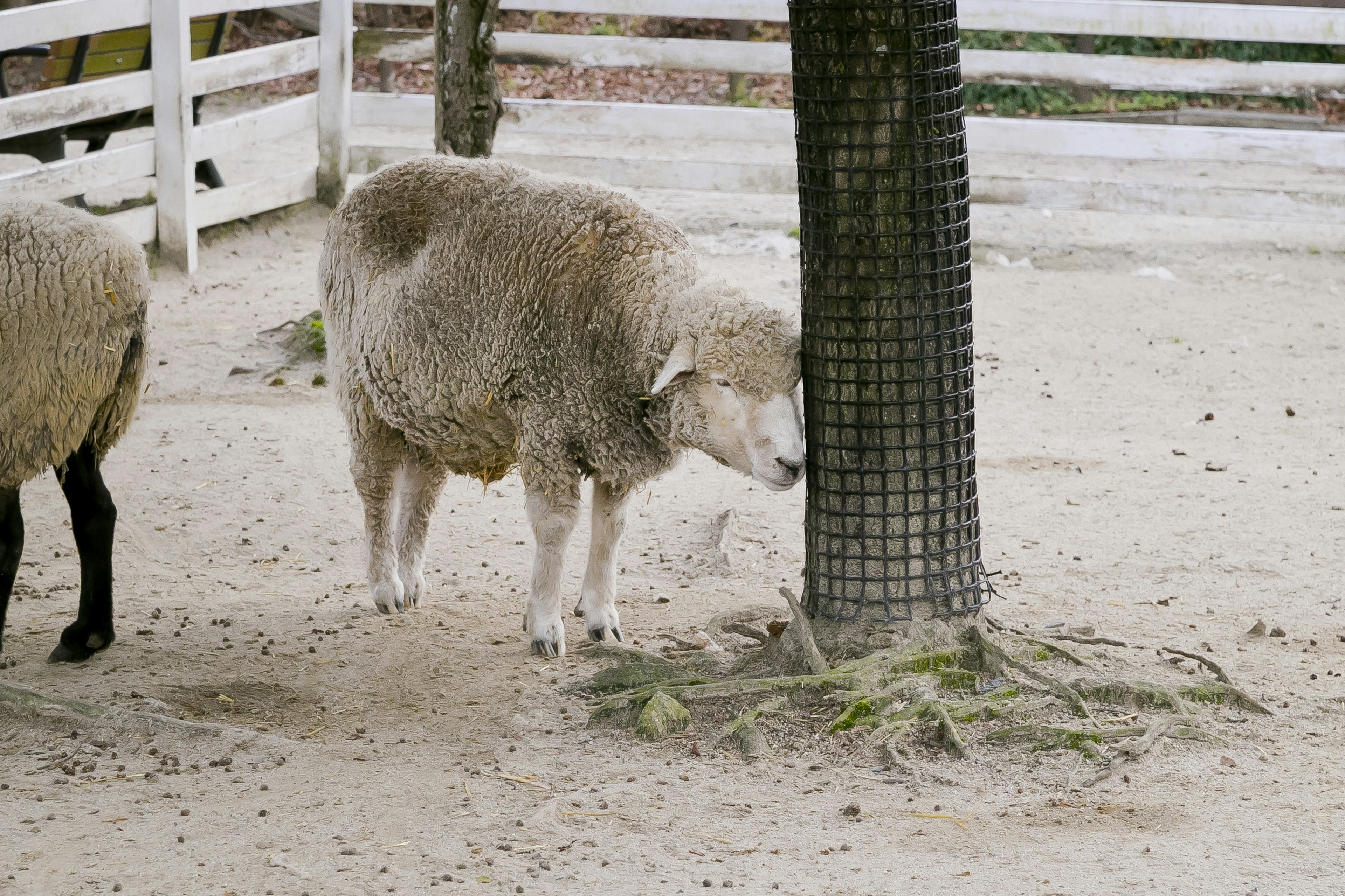 Ein Schaf lehnt sich an einen Baum in einem Bauernhof