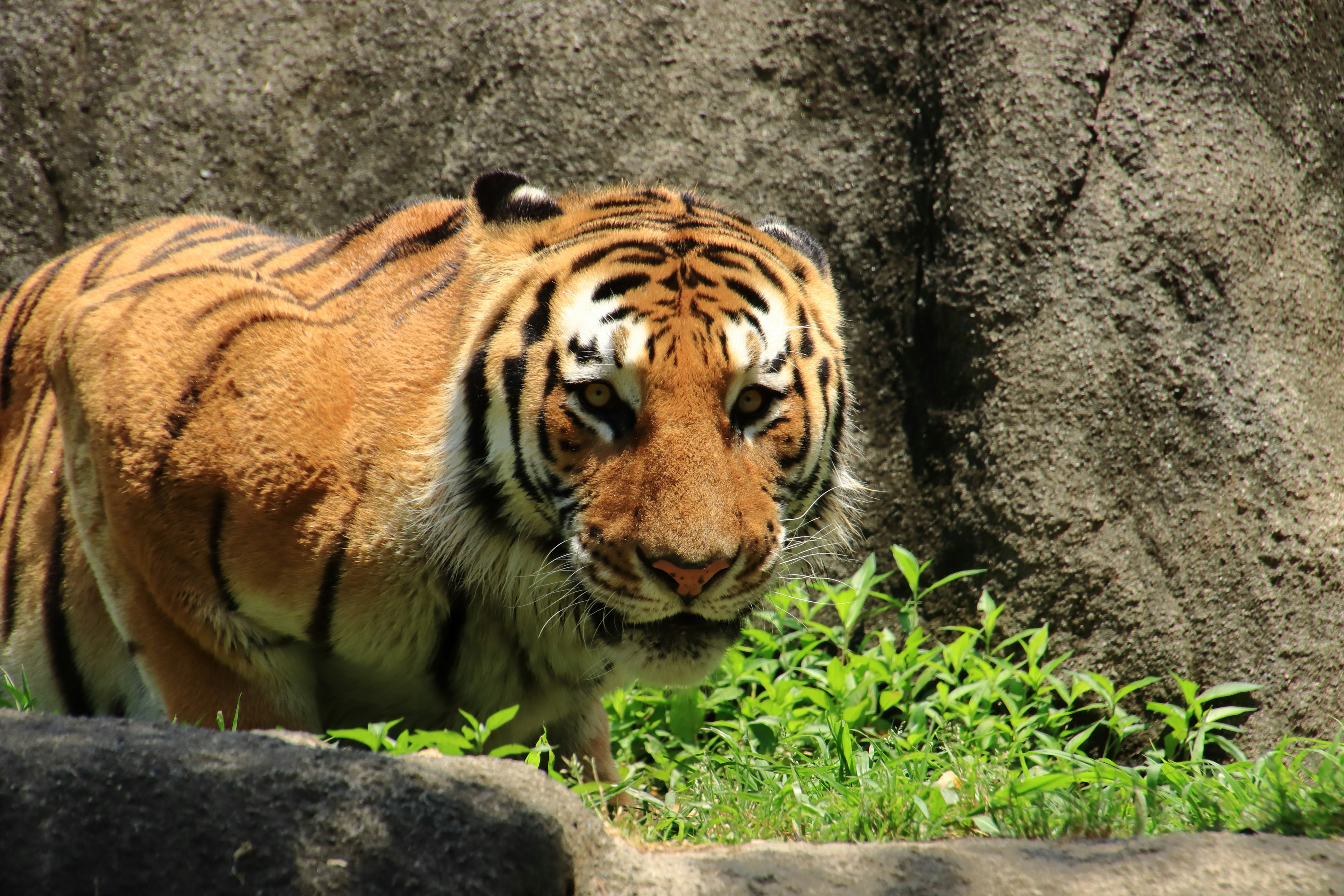 Tiger steht im grünen Gras mit intensivem Blick