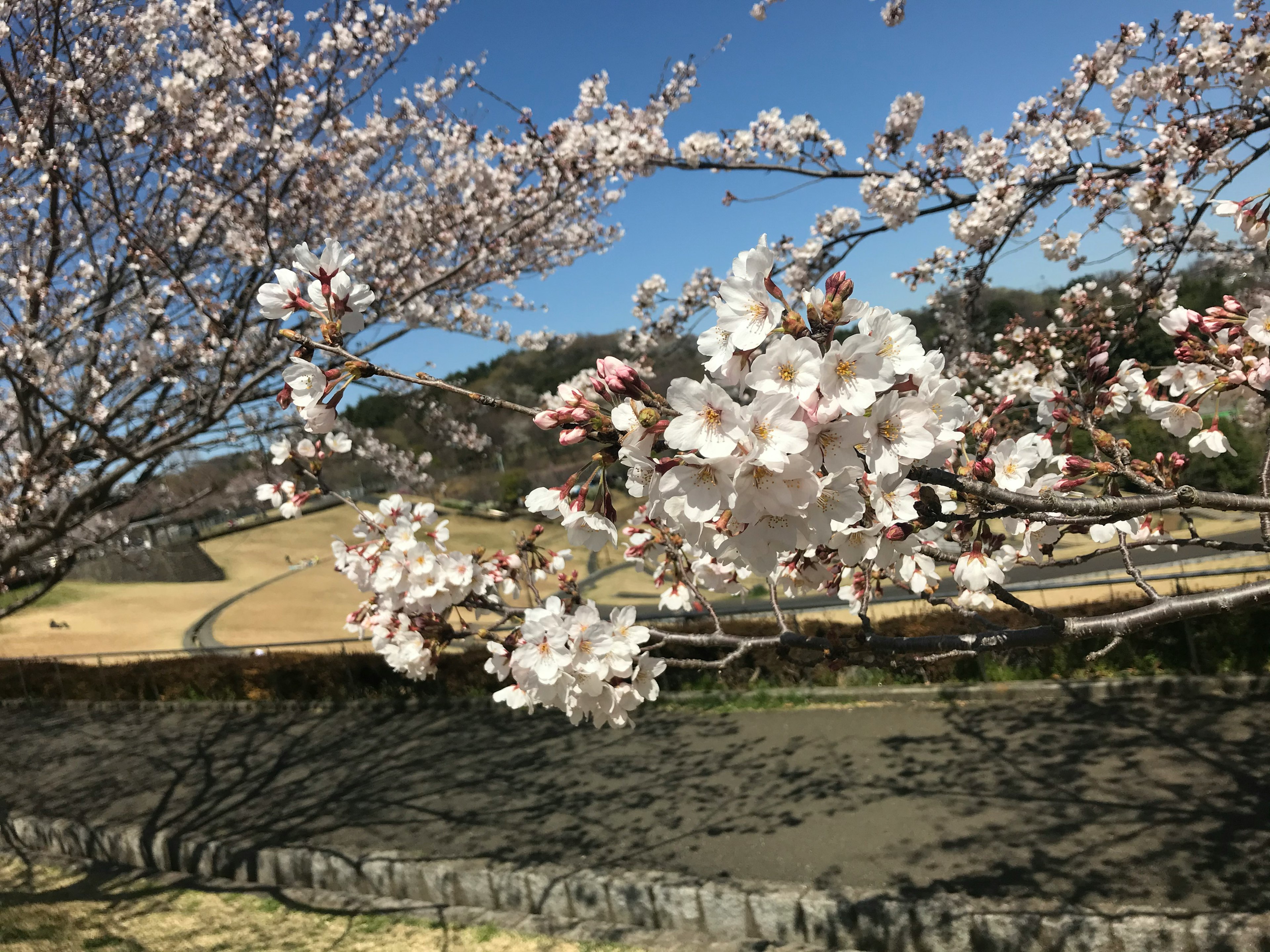 Fleurs de cerisier en fleurs avec un ciel bleu clair et un paysage rural