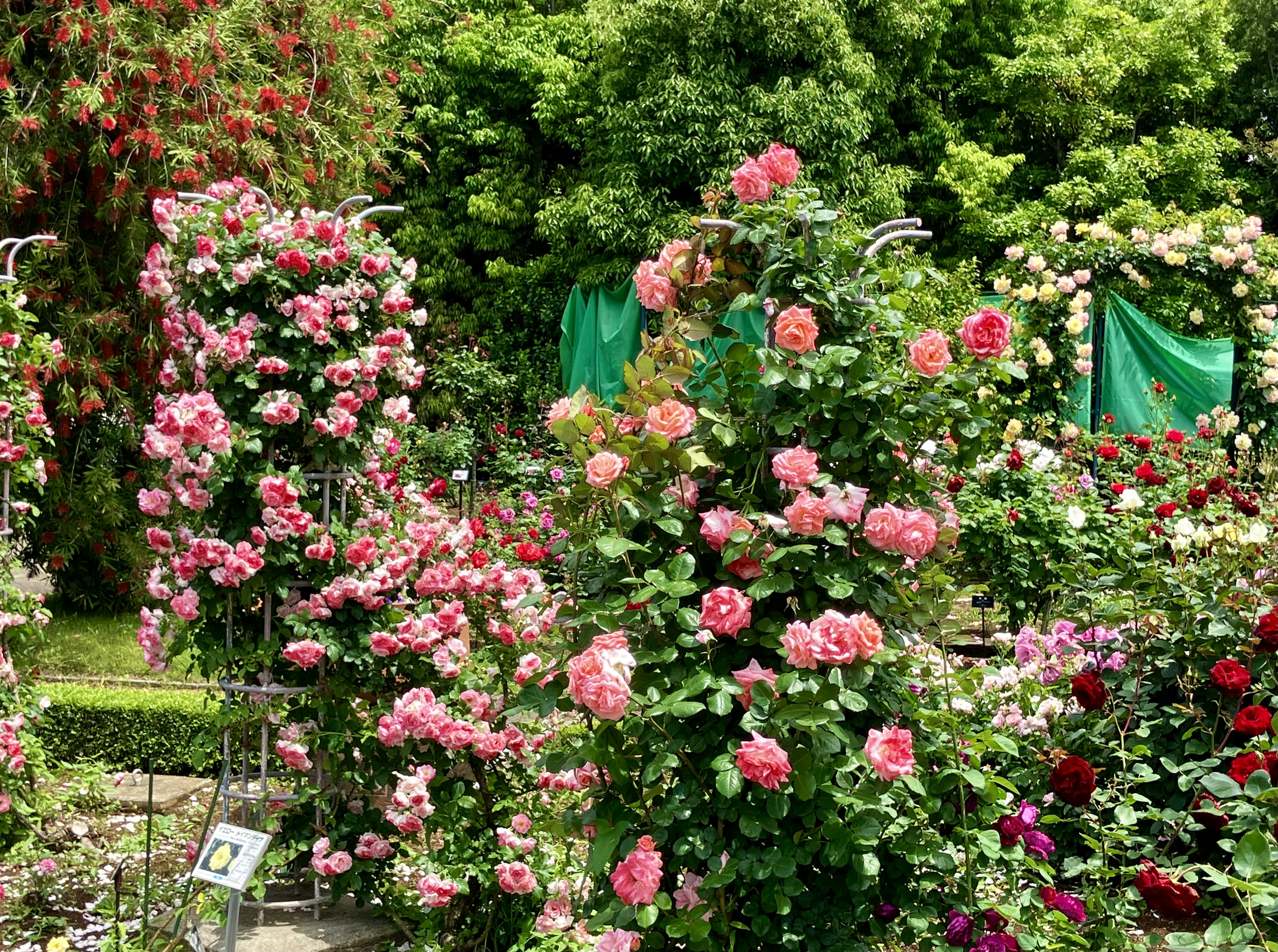 Un jardín vibrante lleno de rosas en flor de varios colores