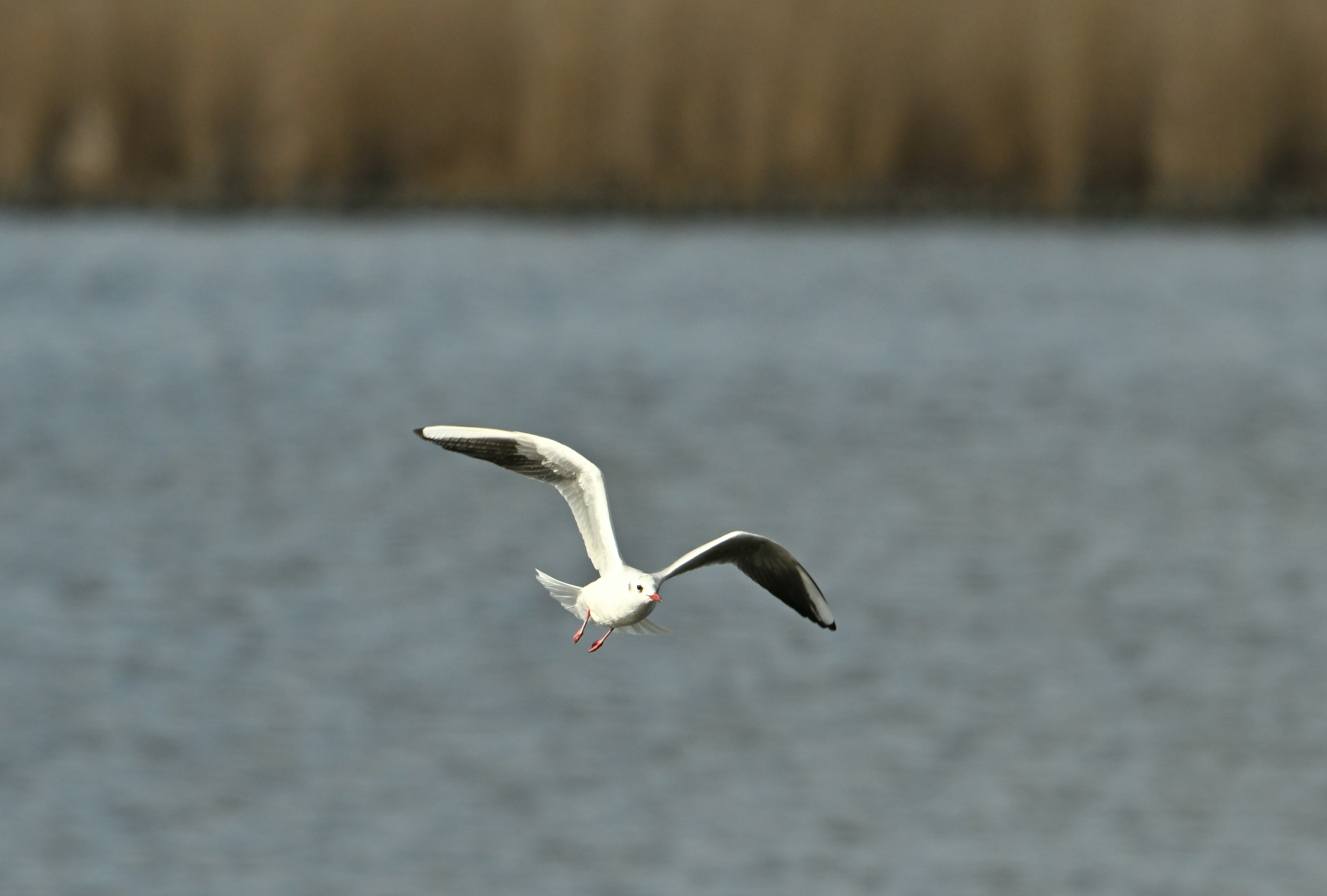 Un uccello bianco che vola sopra la superficie dell'acqua