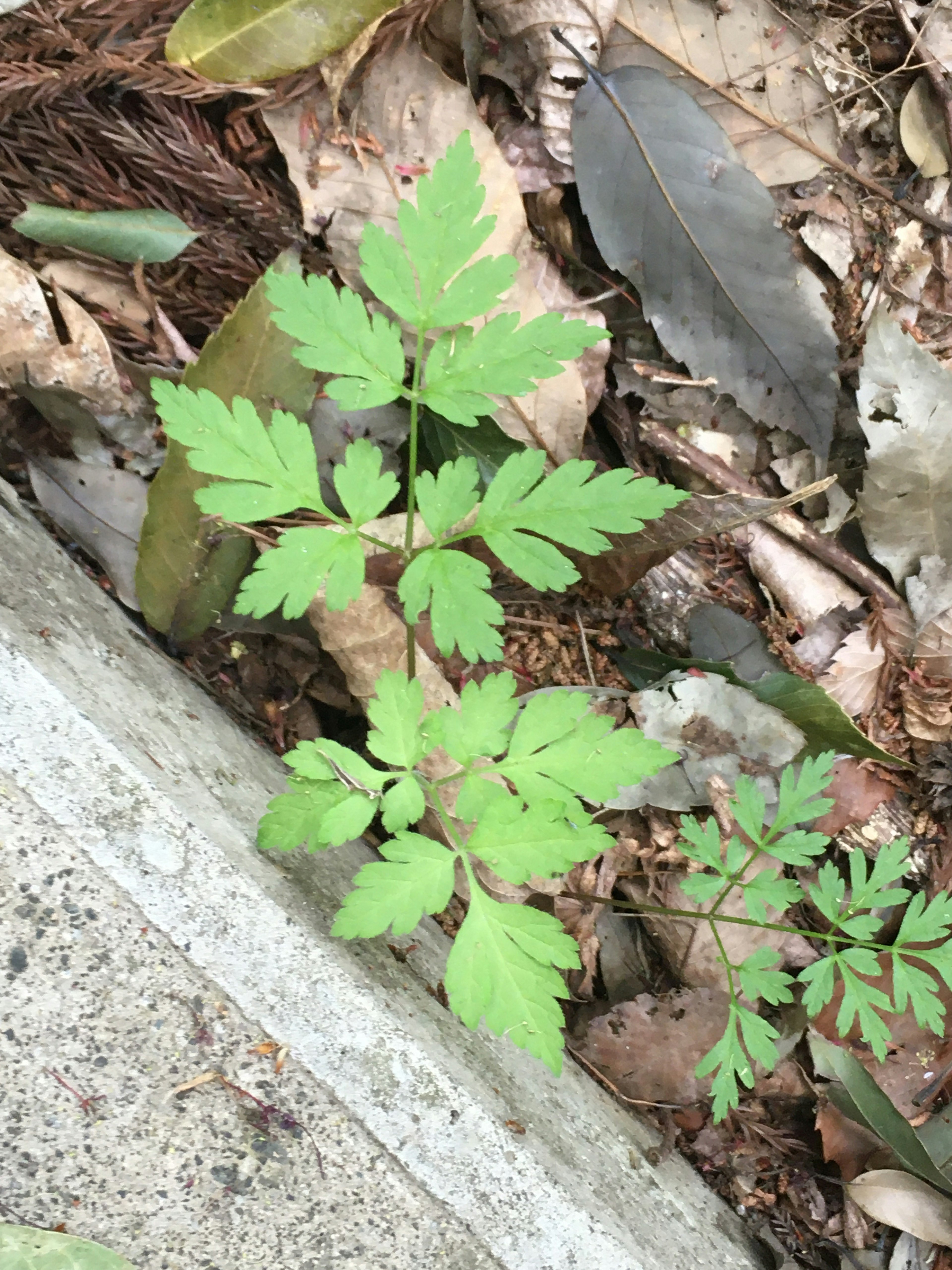 緑の葉を持つ小さな植物が地面に生えている