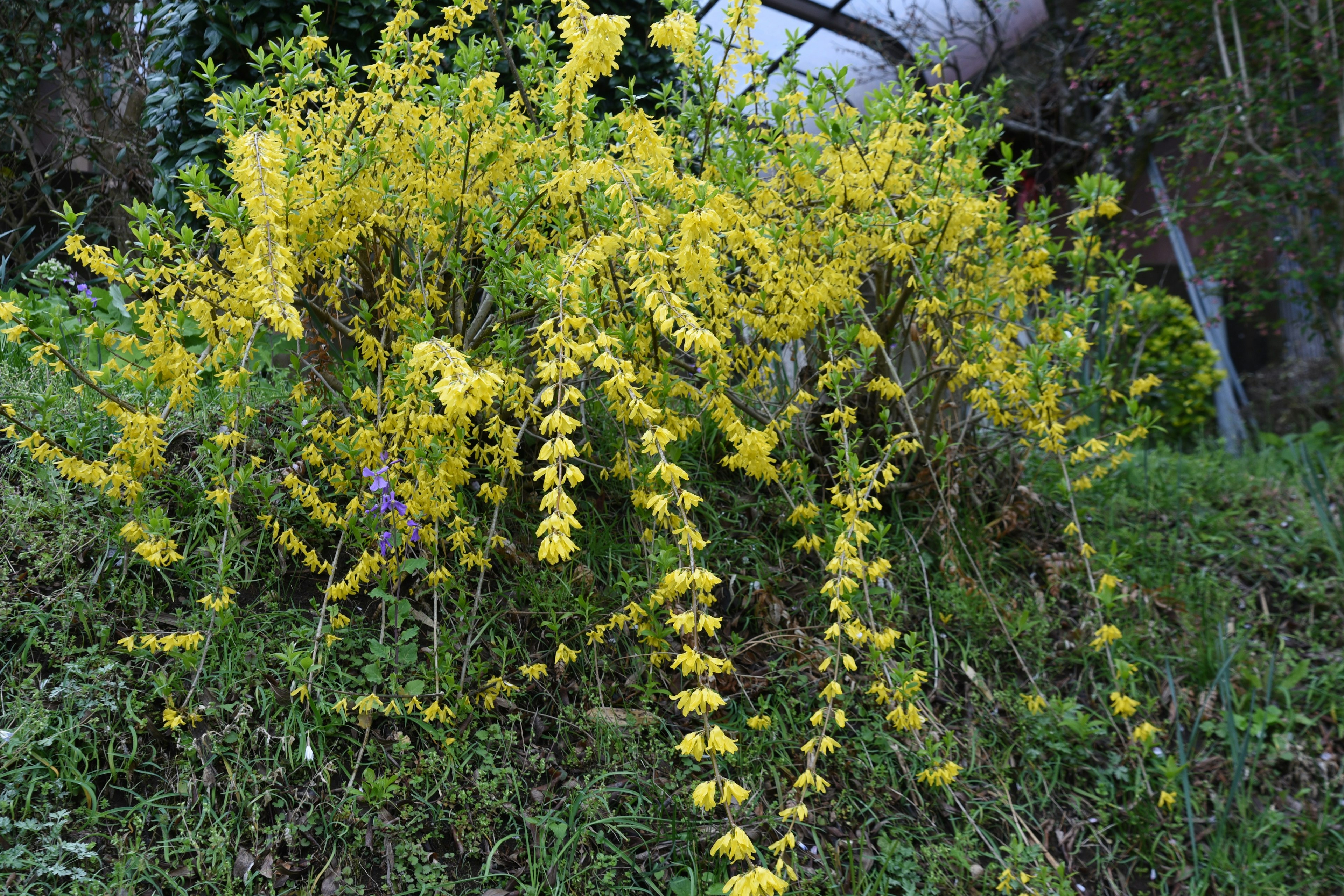 Sebuah tanaman dengan bunga kuning tumbuh di antara rumput