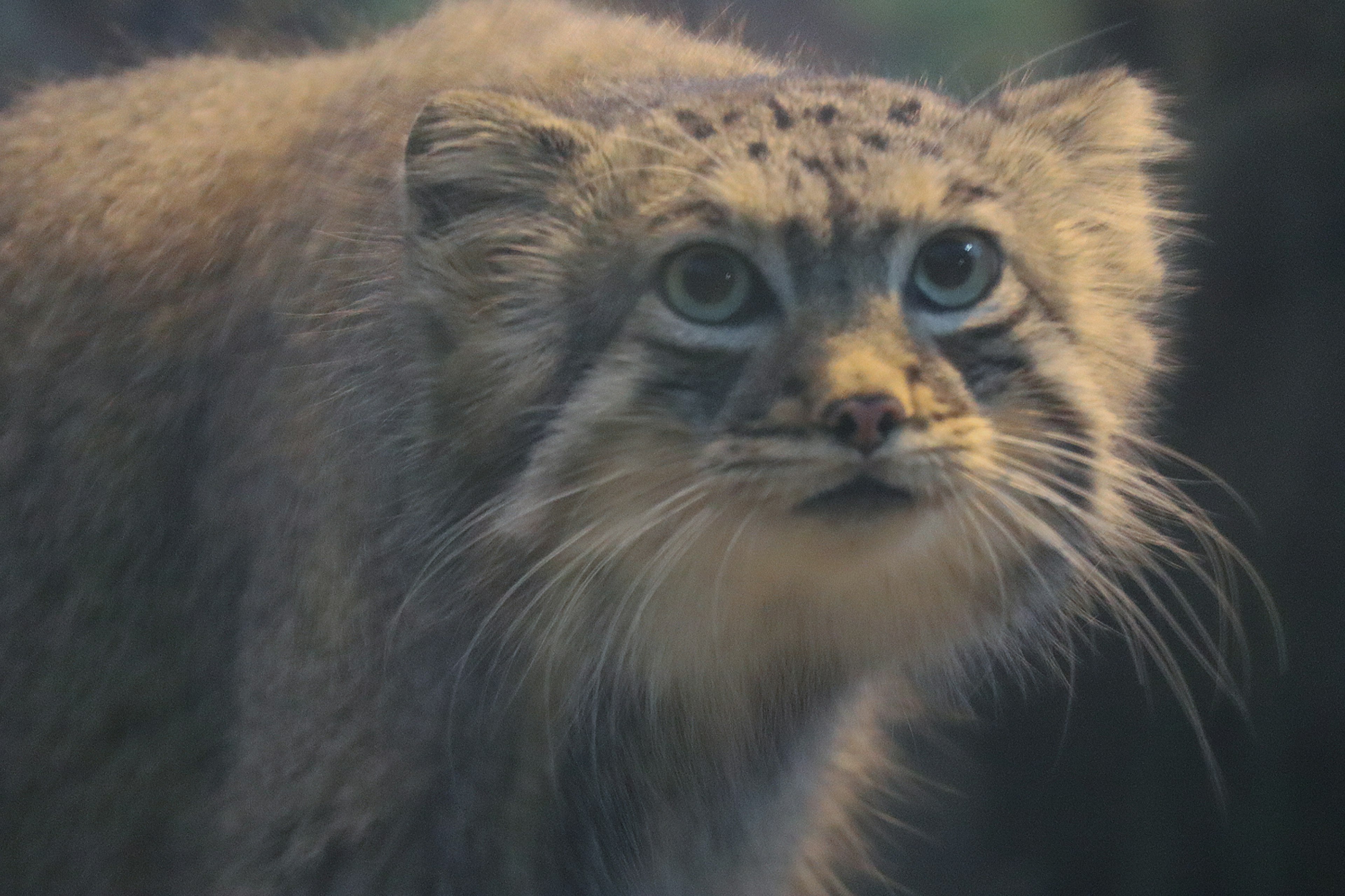 Gros plan d'un chat sauvage avec un visage mignon semblable à celui d'un panda