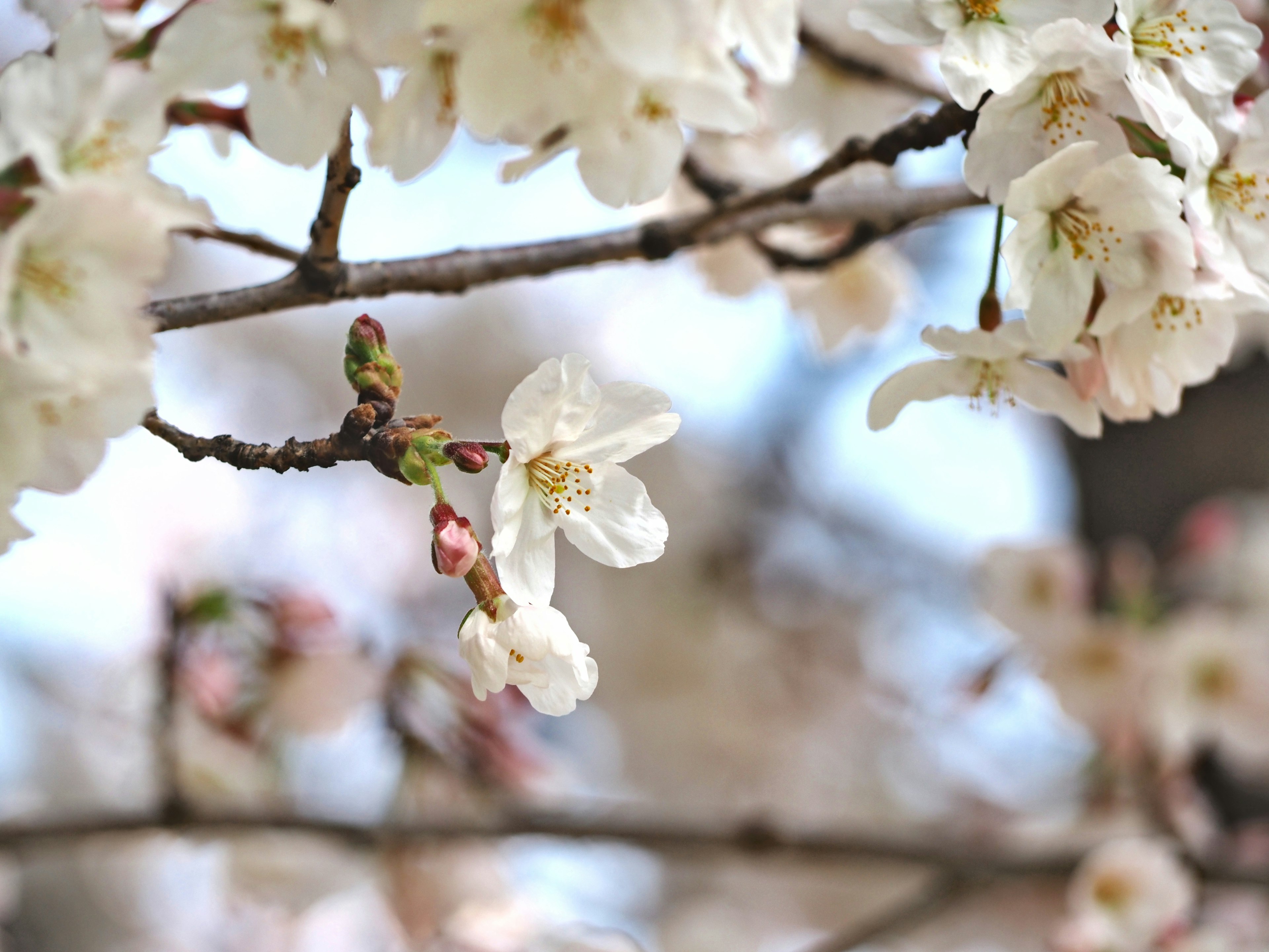 Close-up of cherry blossom branches with white petals and new buds