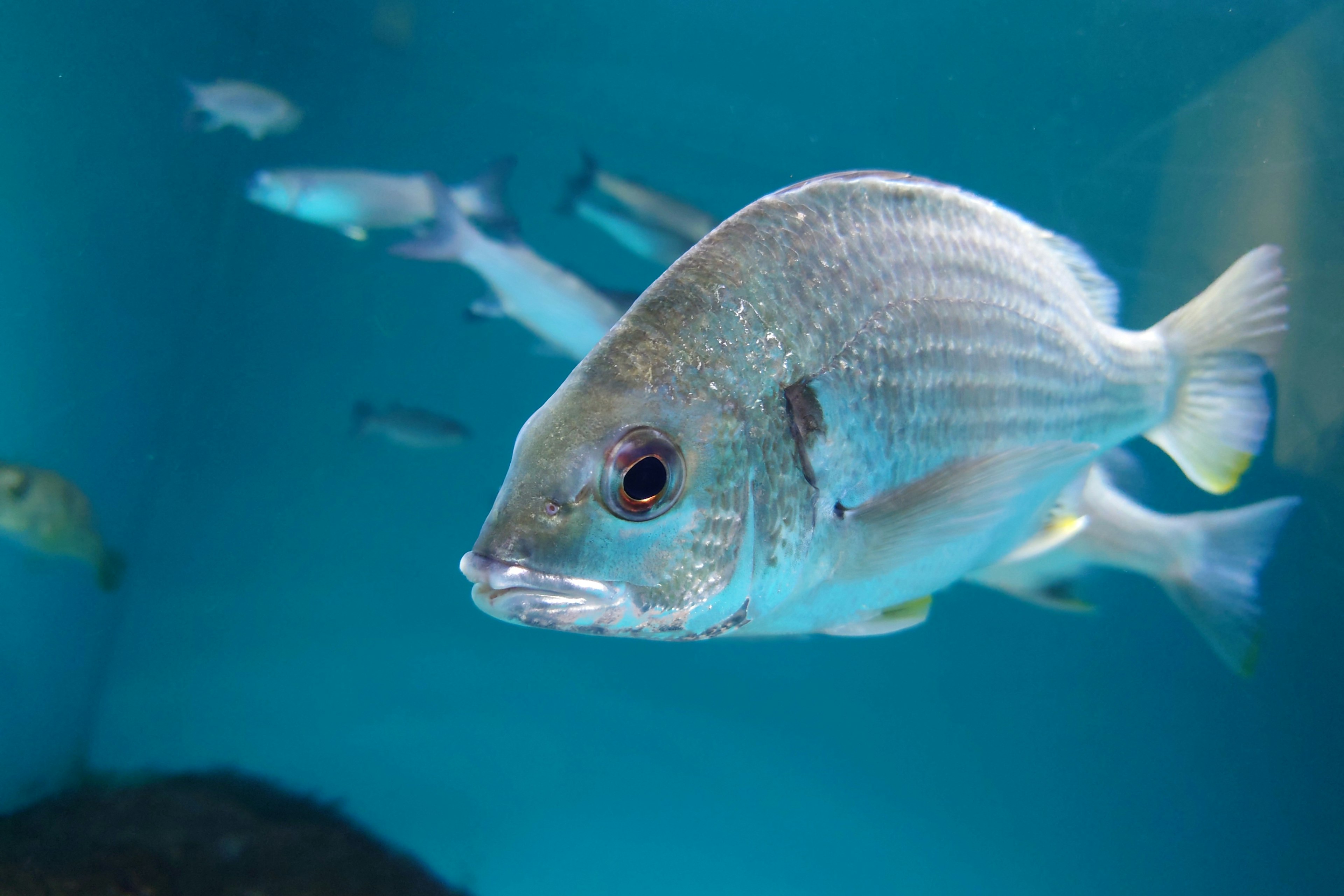 Nahaufnahme eines Fisches, der in blauem Wasser schwimmt