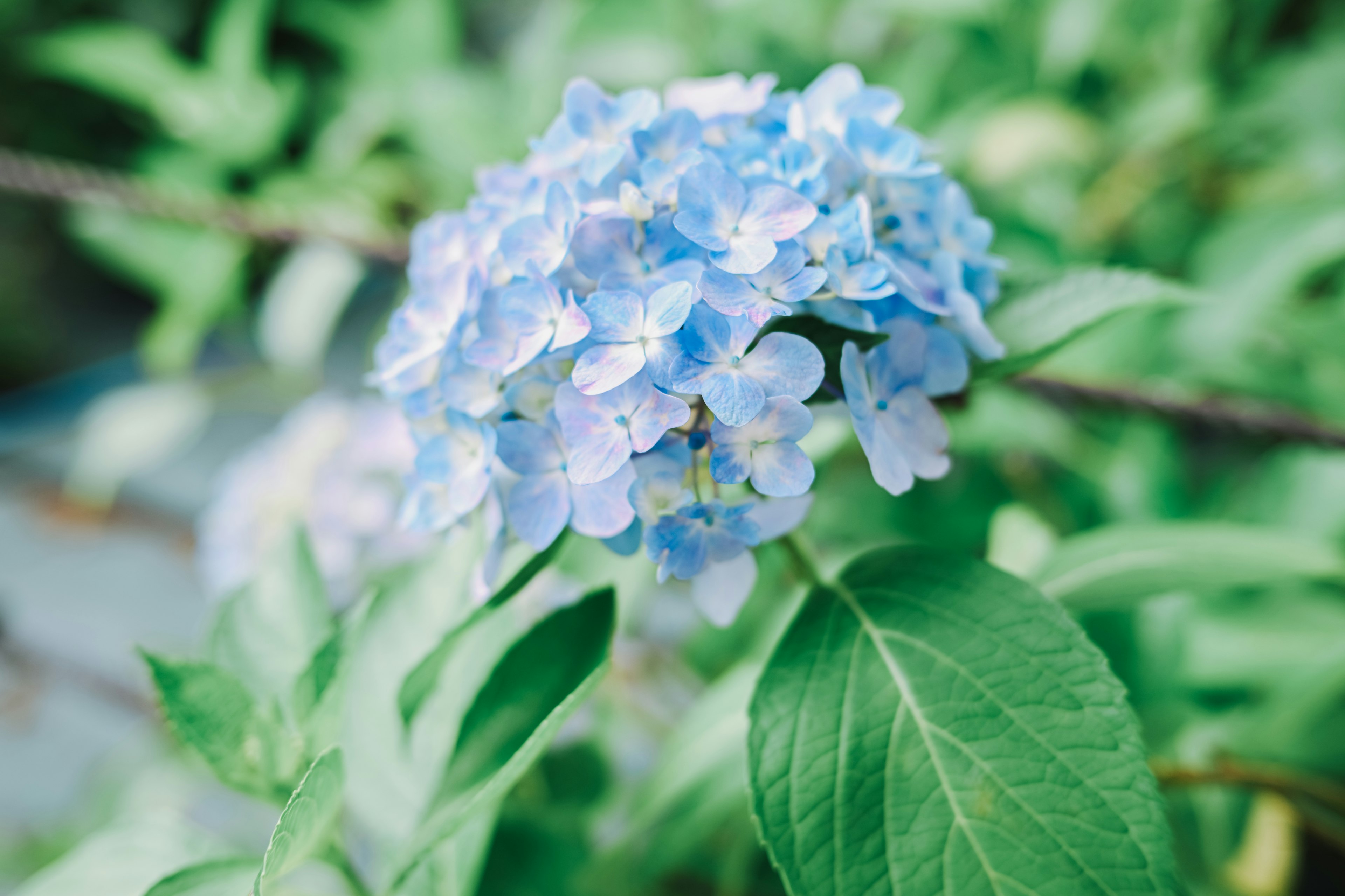 Fiore di ortensia blu con foglie verdi