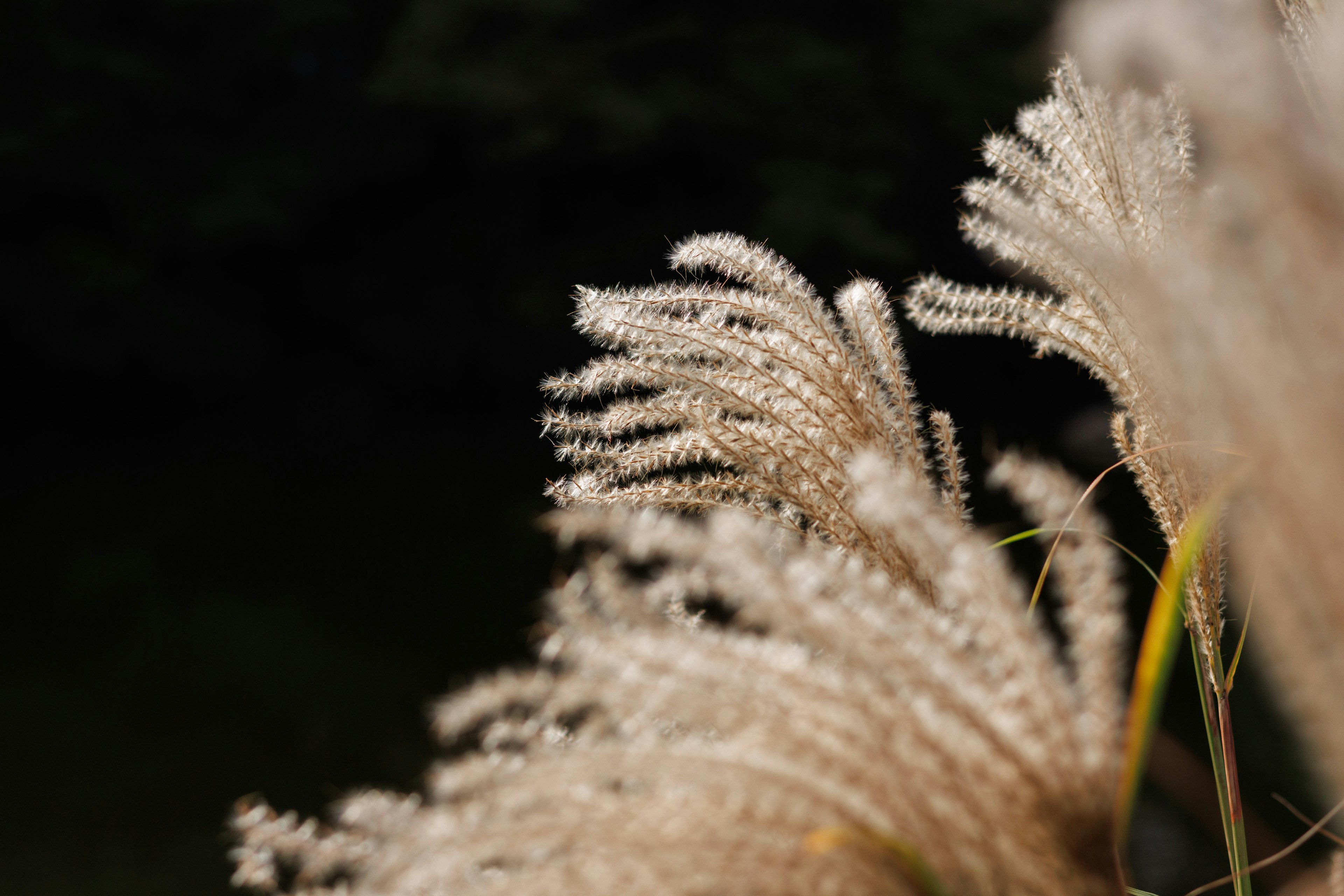 Primer plano de espigas de hierba plumosas meciéndose al viento con plumas de color claro