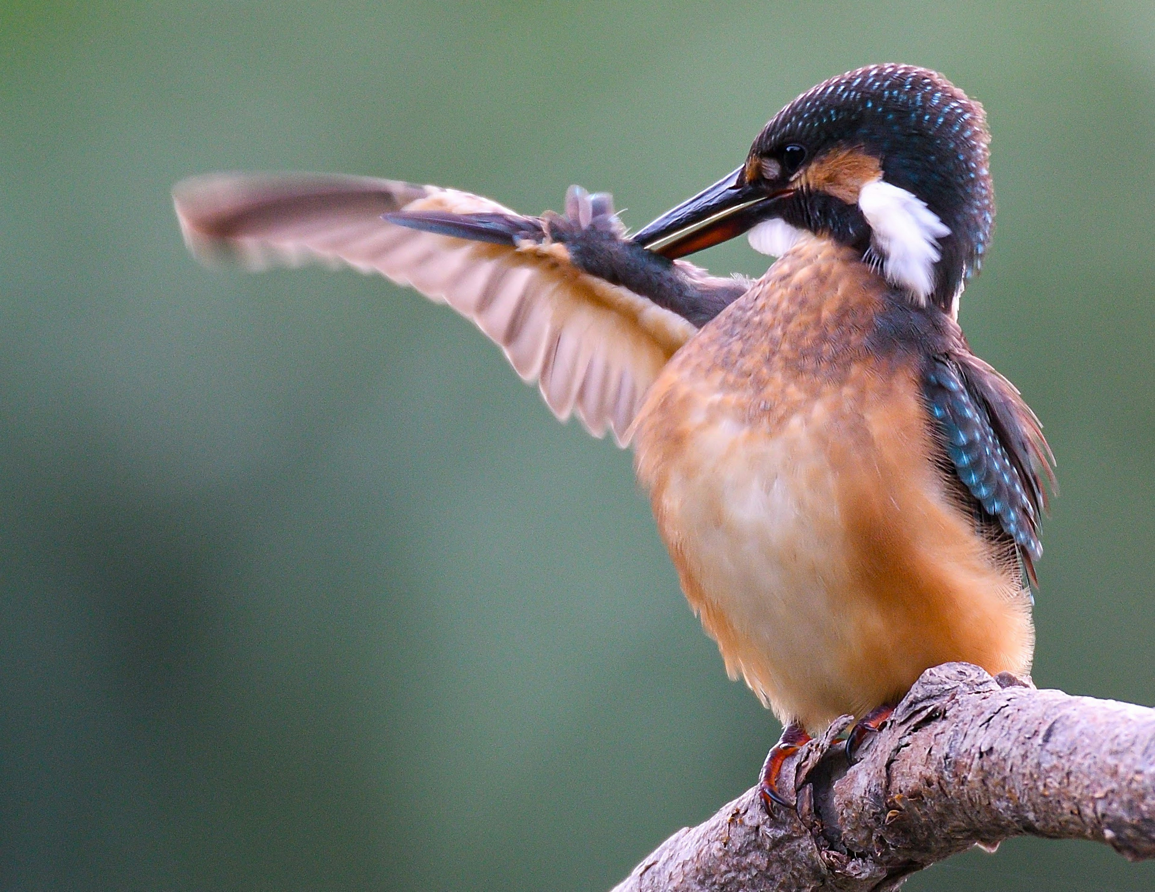 A colorful kingfisher perched on a branch with one wing raised