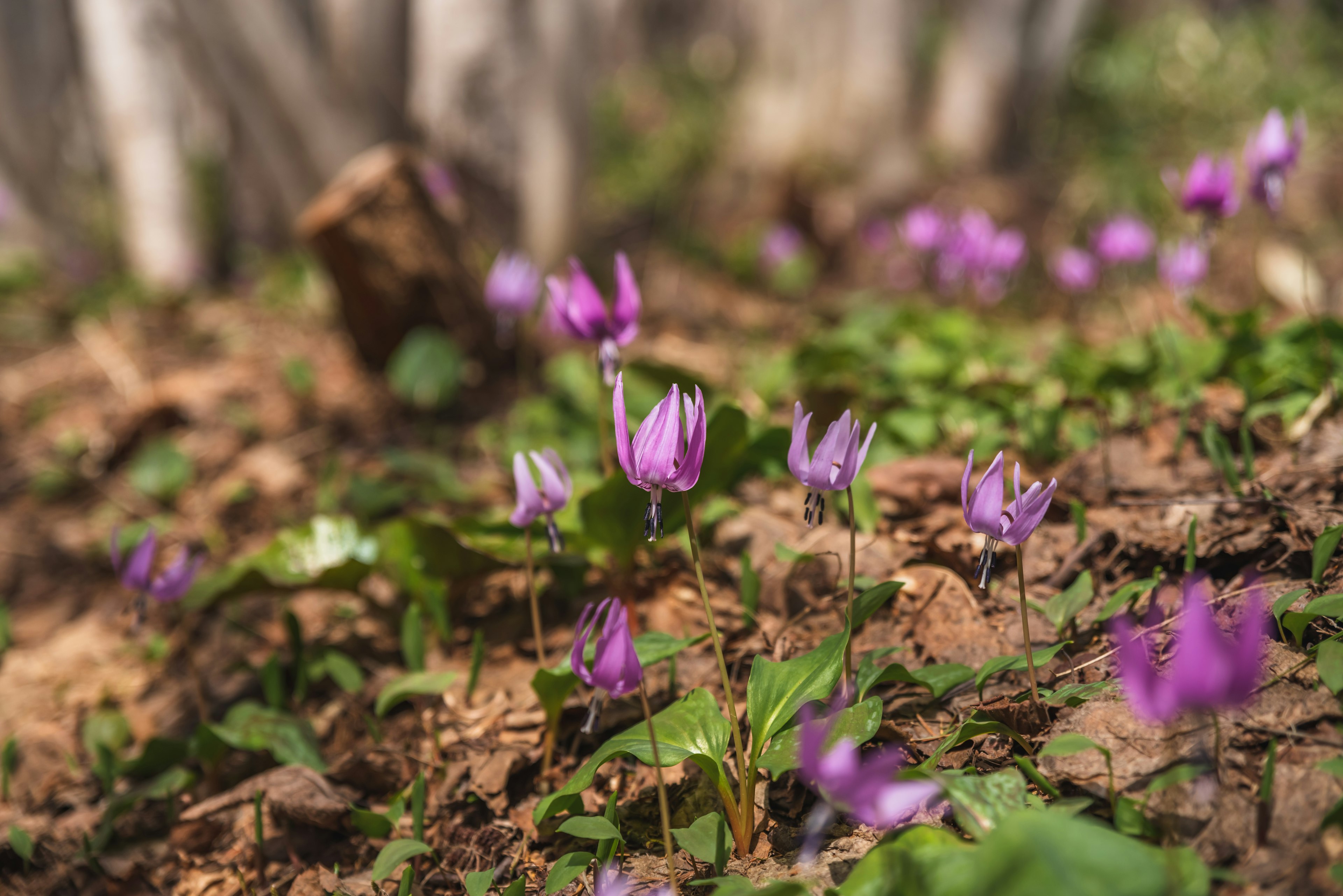 Landschaft mit lila Blumen, die auf dem Boden blühen