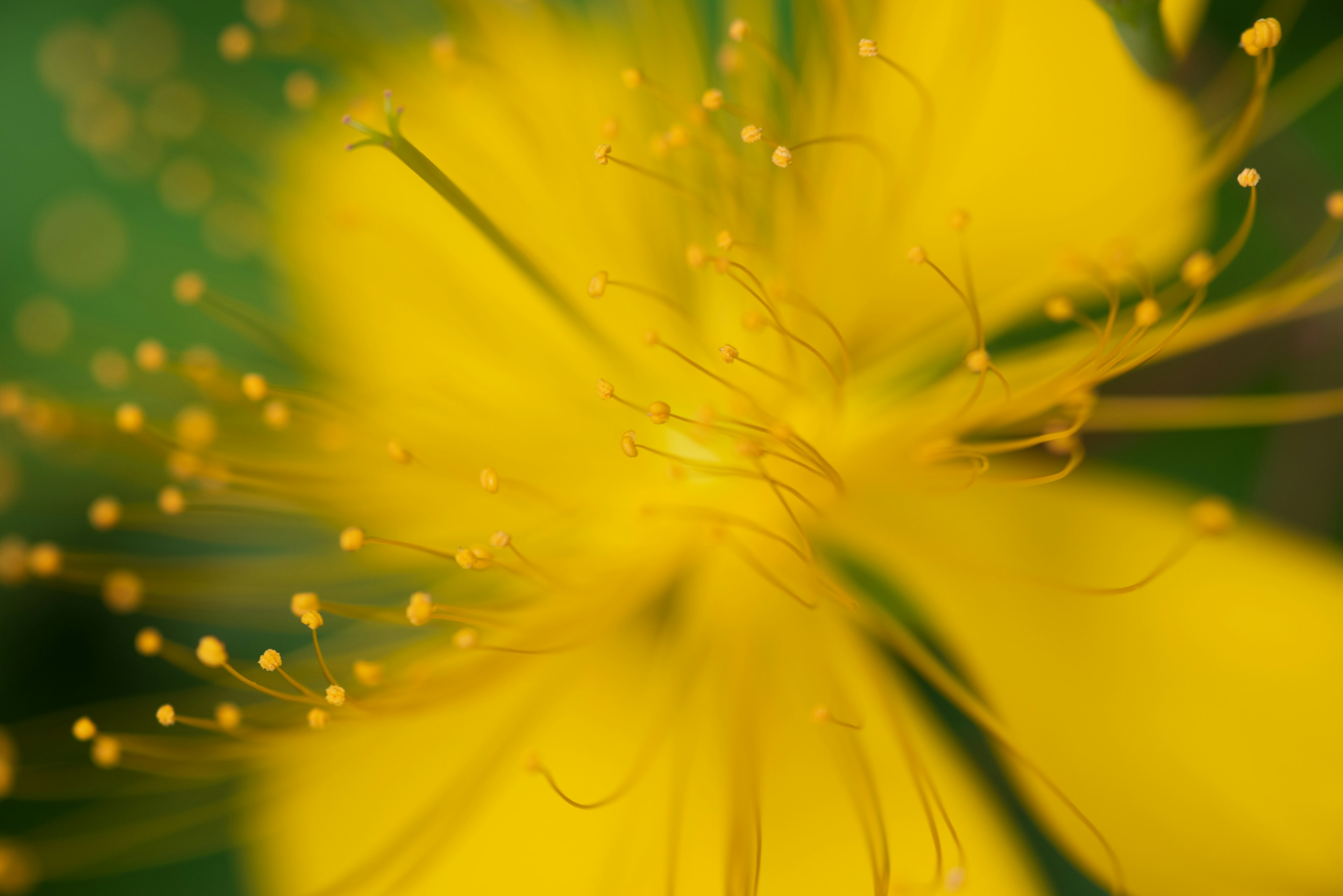 Primo piano di un fiore giallo vibrante con petali delicati e stami