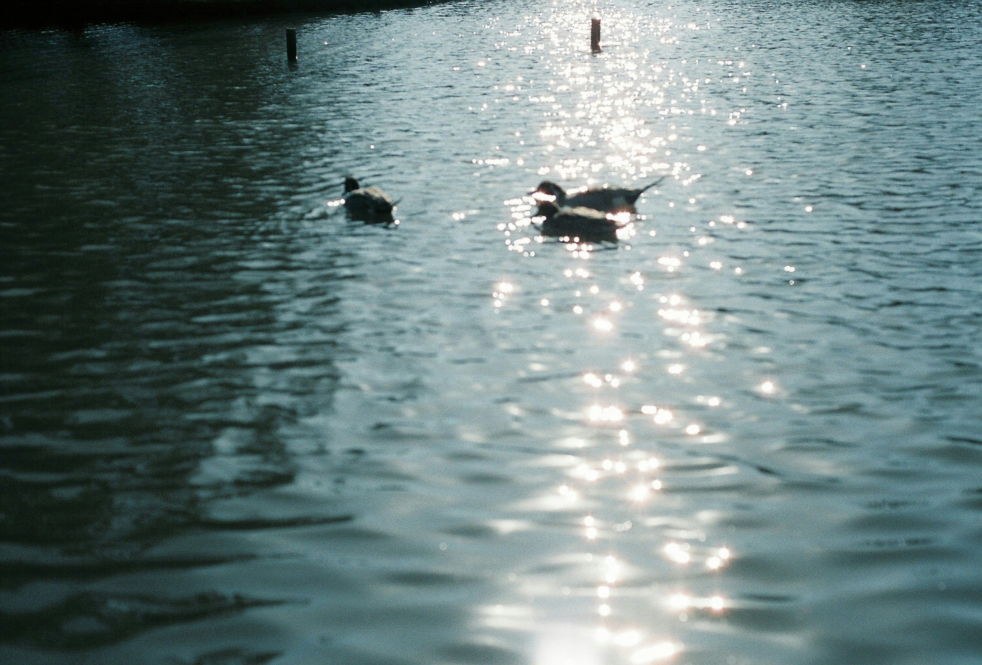 Due anatre che galleggiano sull'acqua con riflessi di luce