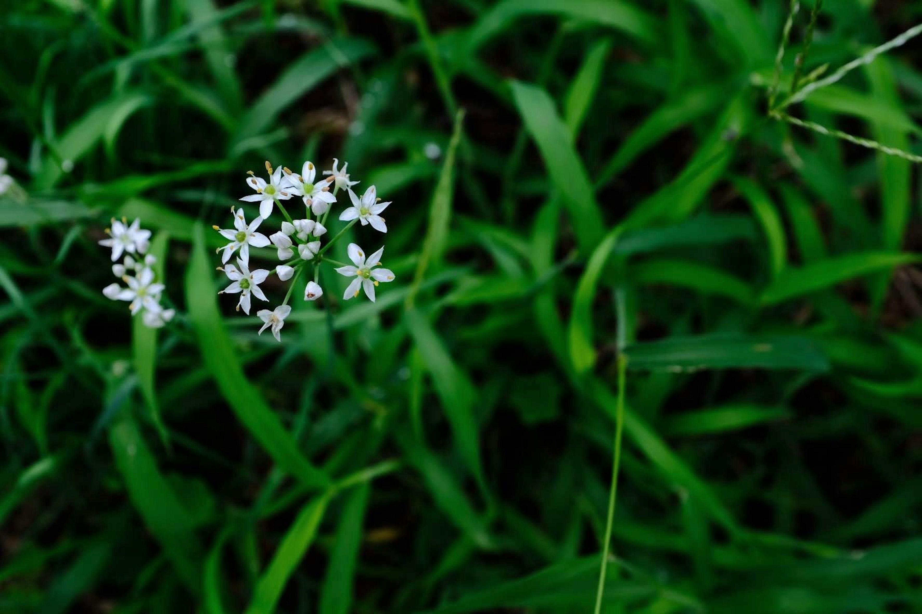 緑の草の中に咲く小さな白い花のクローズアップ