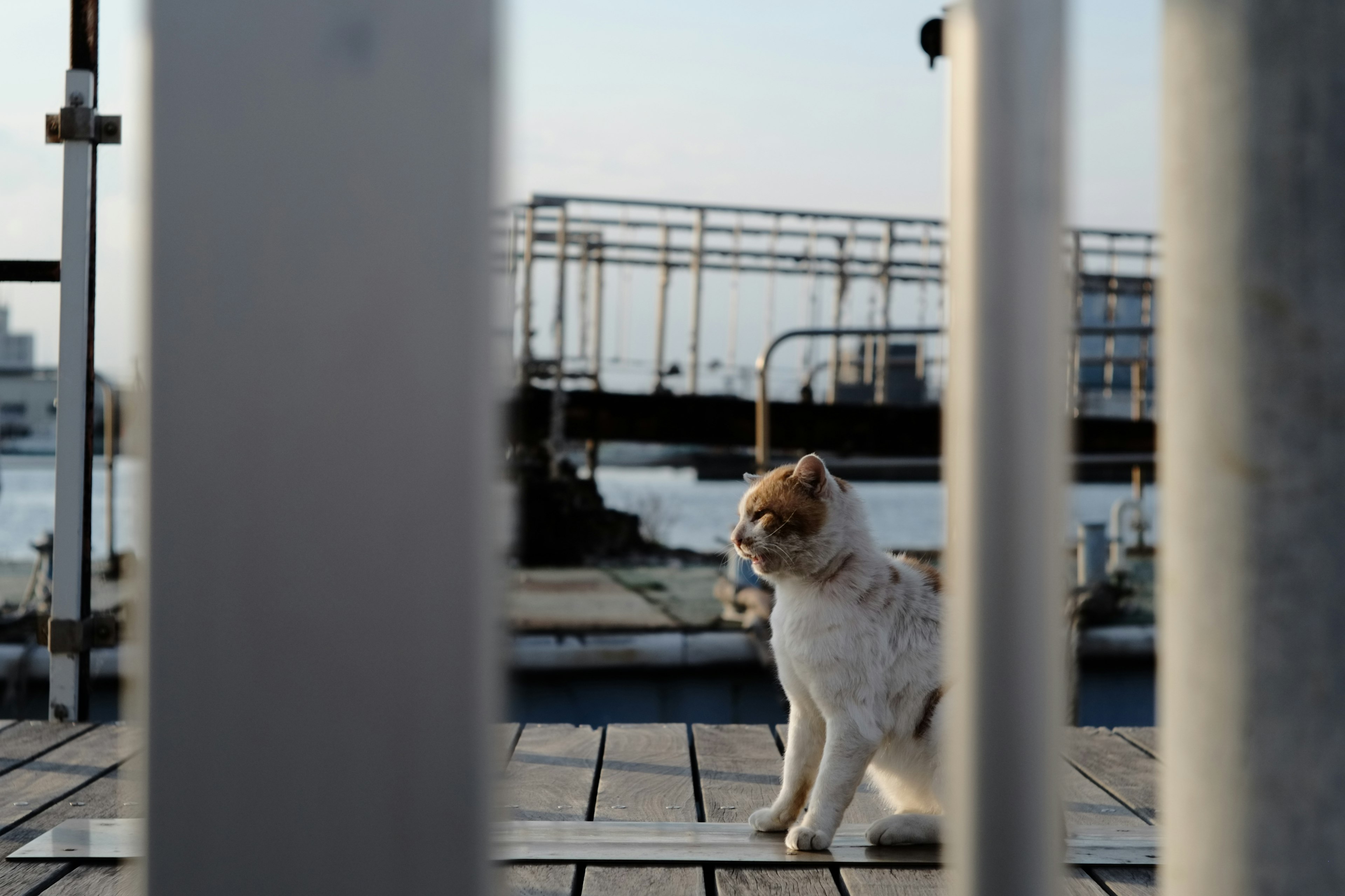 A white and brown cat quietly sitting at the harbor