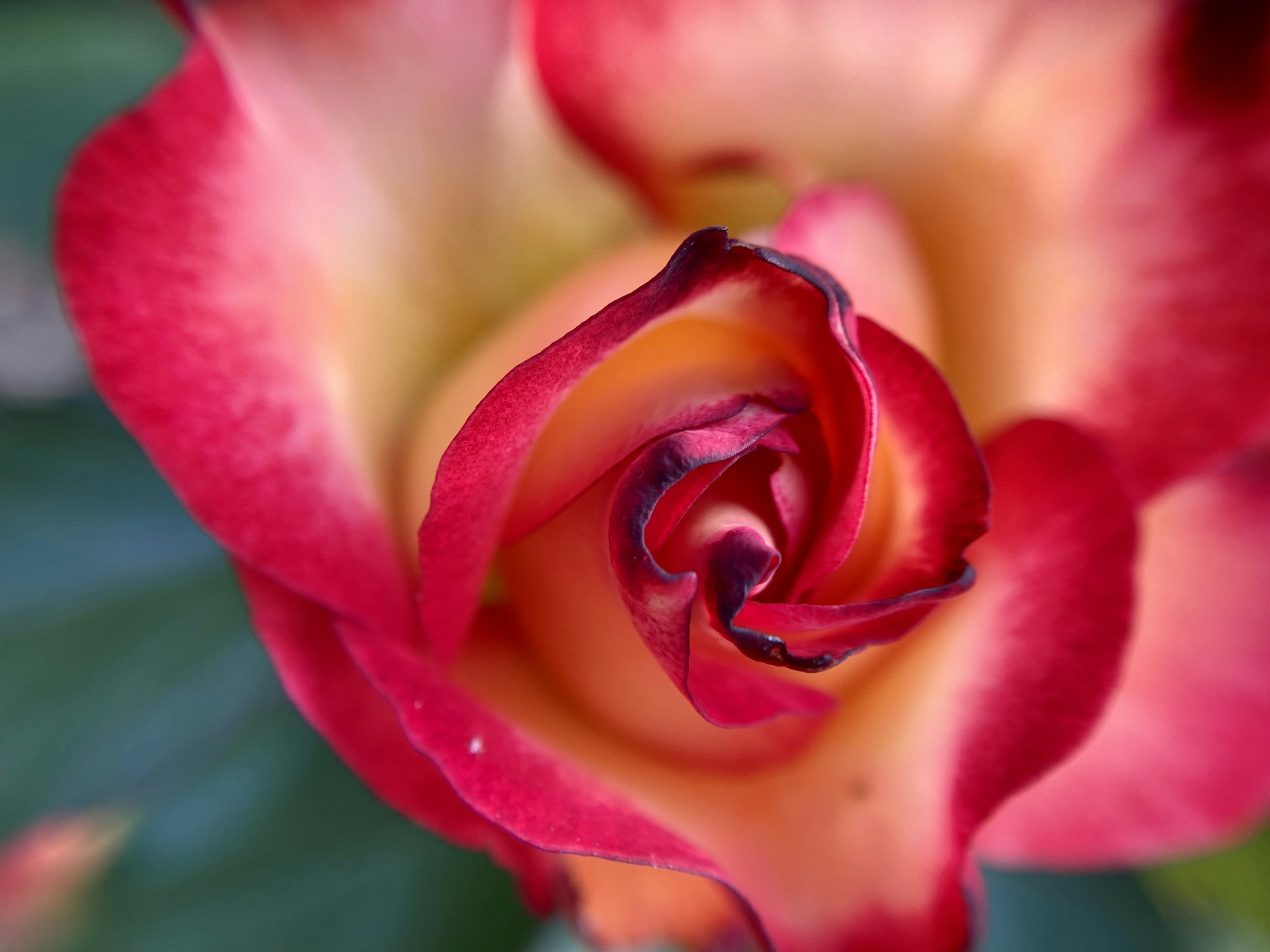 Nahaufnahme einer lebhaften roten und gelben Rose