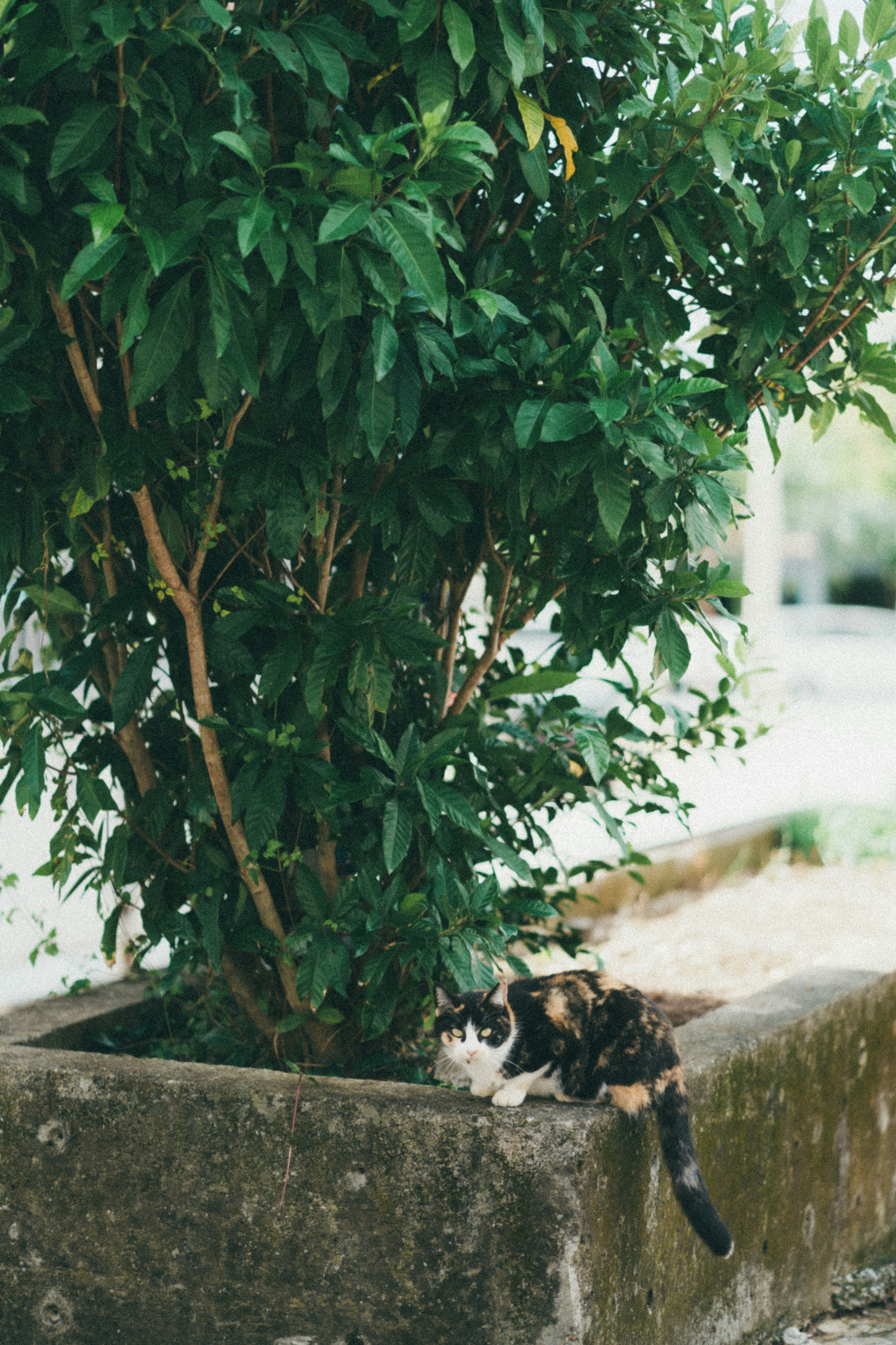 Un chat noir et blanc près d'un arbre vert