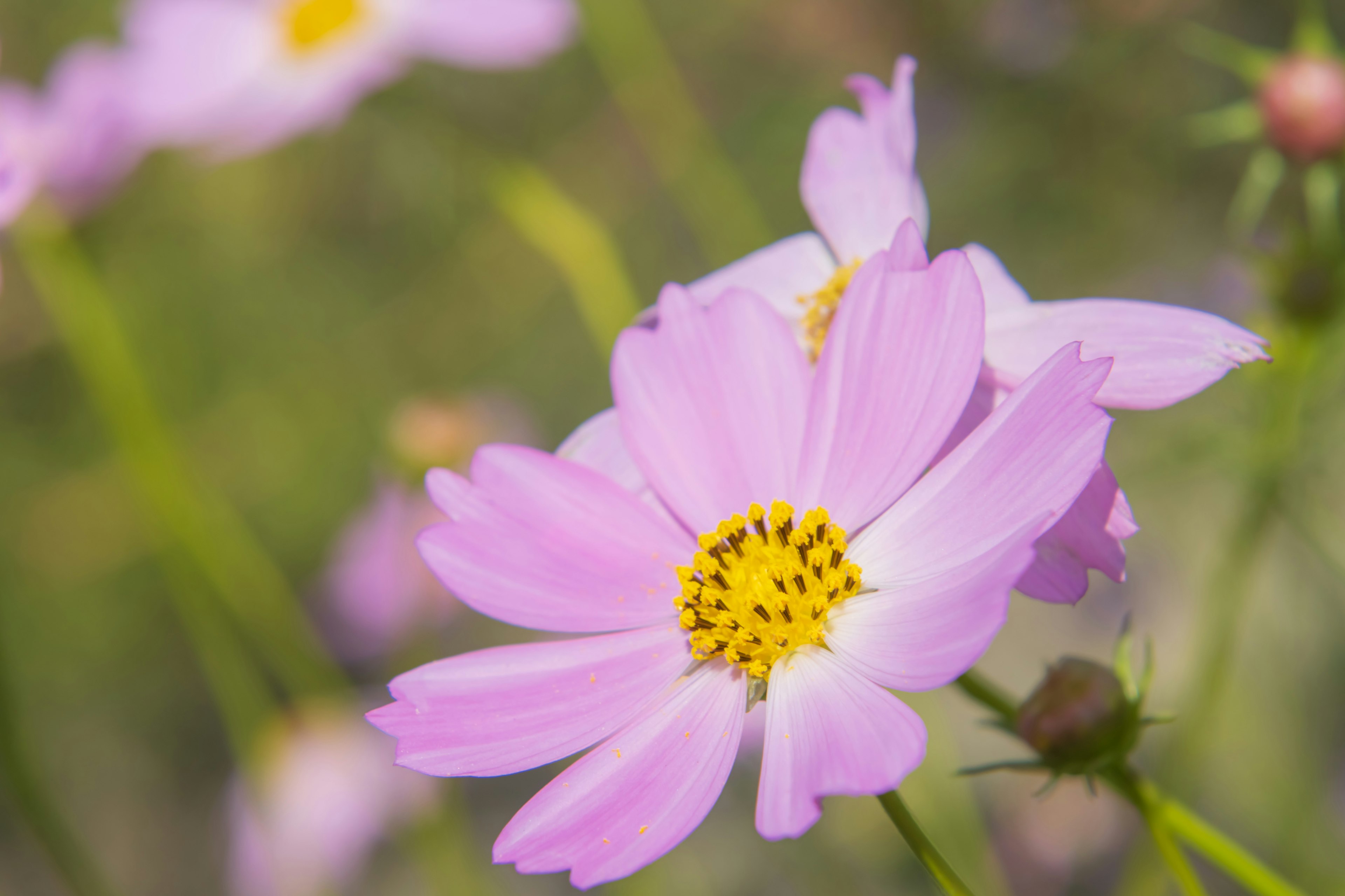 Nahaufnahme von rosa Kosmosblüten mit gelben Zentren und zarten Blütenblättern