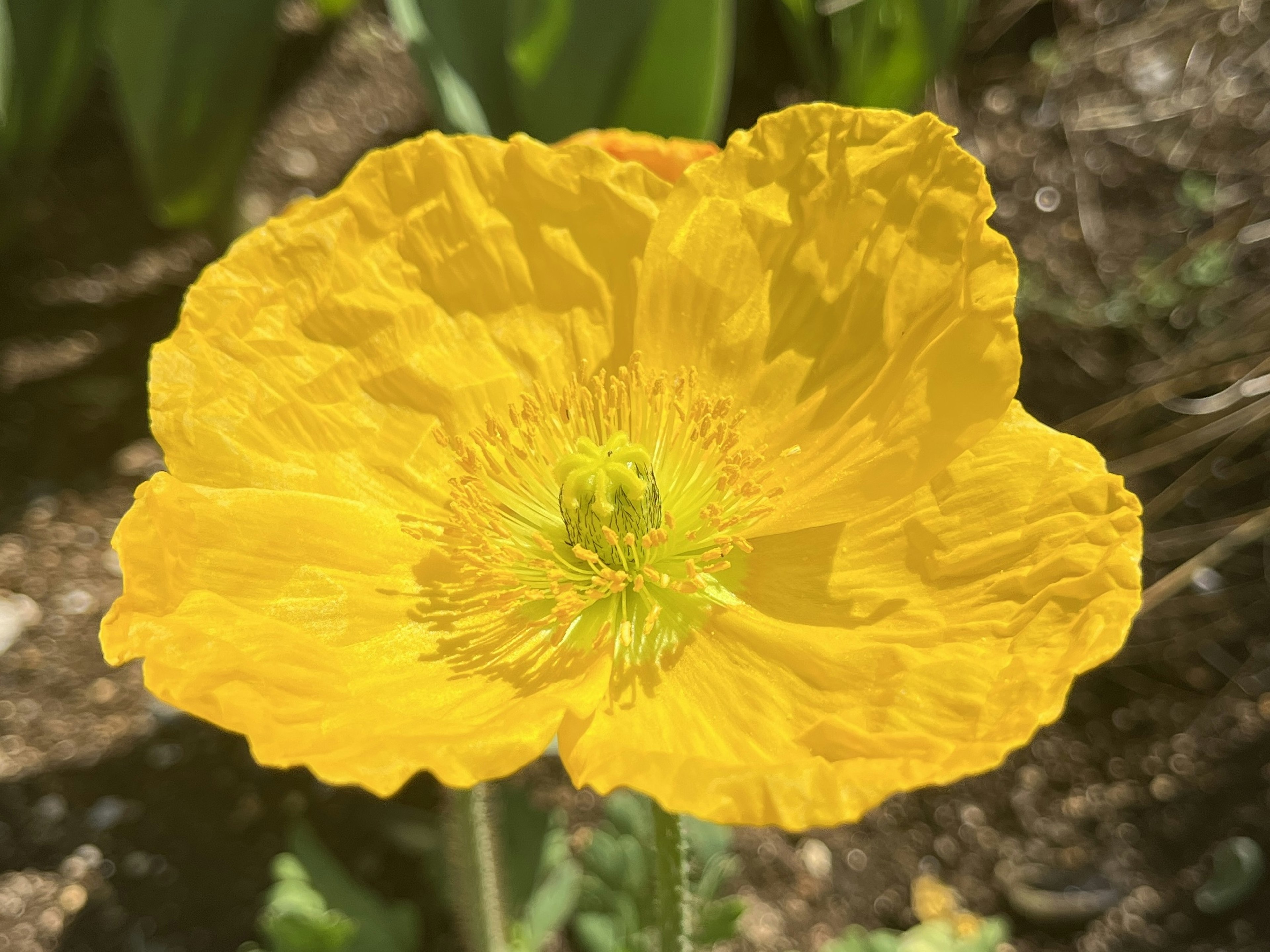 Une fleur jaune vif au centre entourée de feuilles vertes