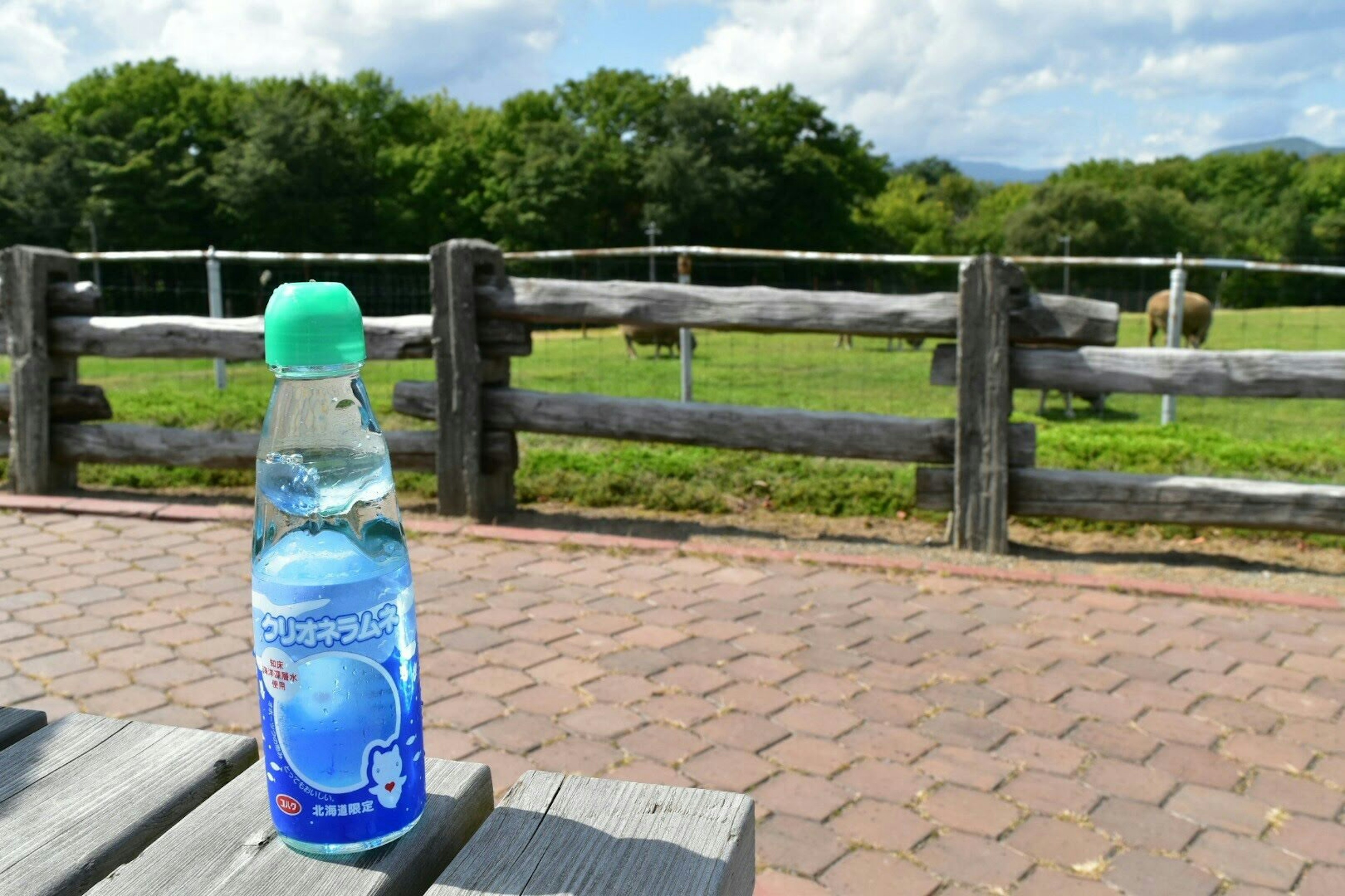 Eine blaue Getränkeflasche auf einem Holztisch mit grünem Gras und Bäumen im Hintergrund