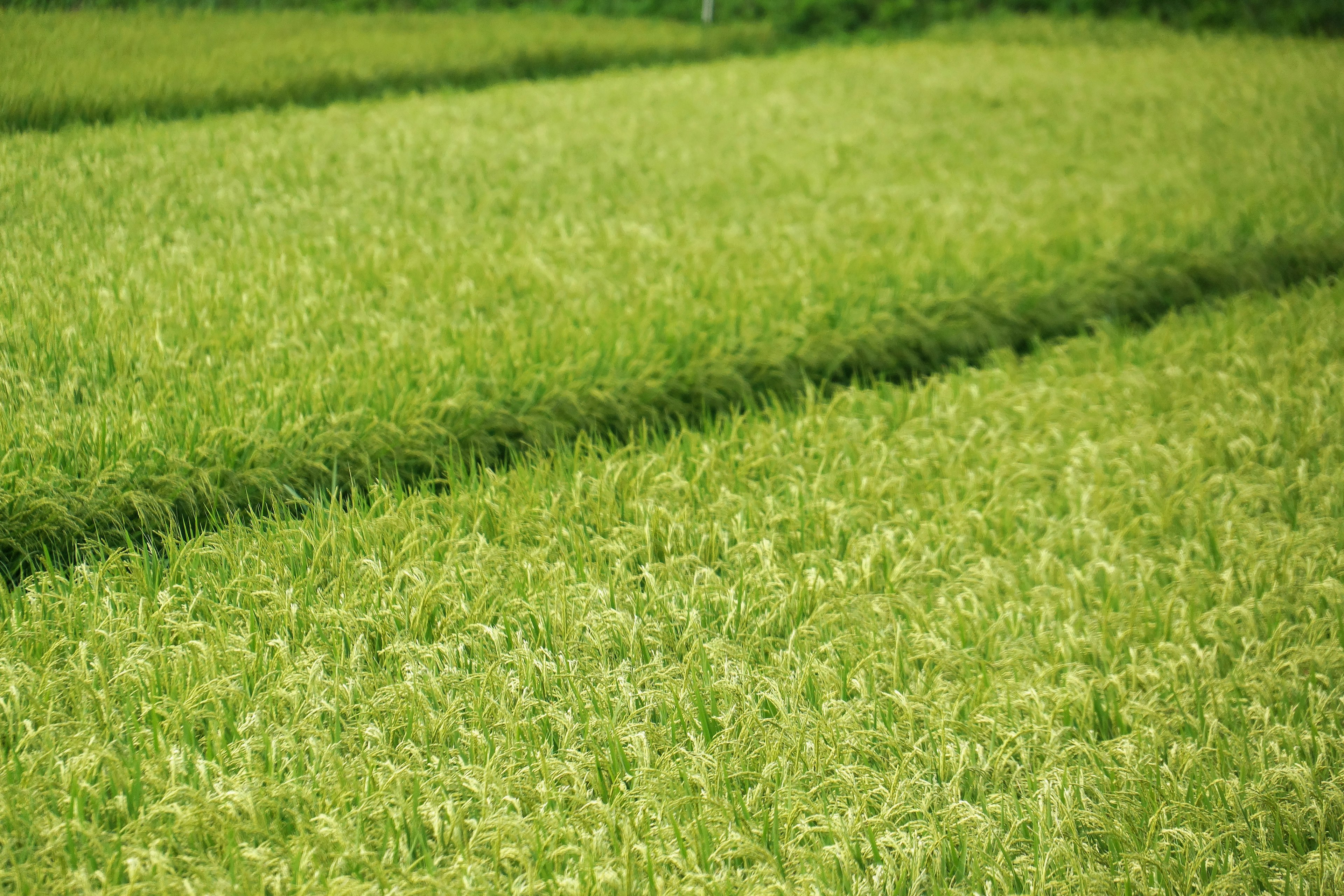 Expansive view of green rice paddies