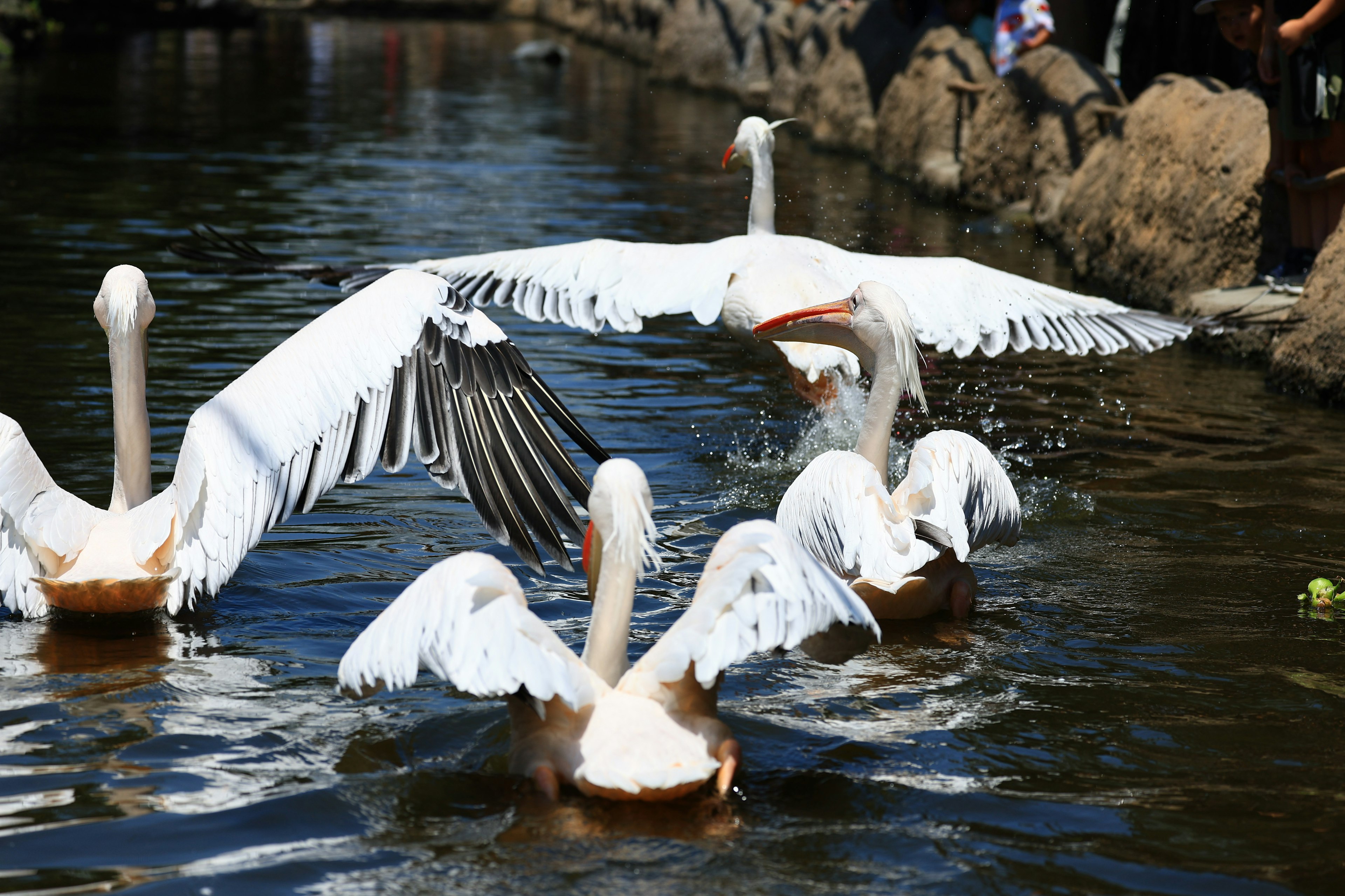 A group of swans swimming on the water with wings spread