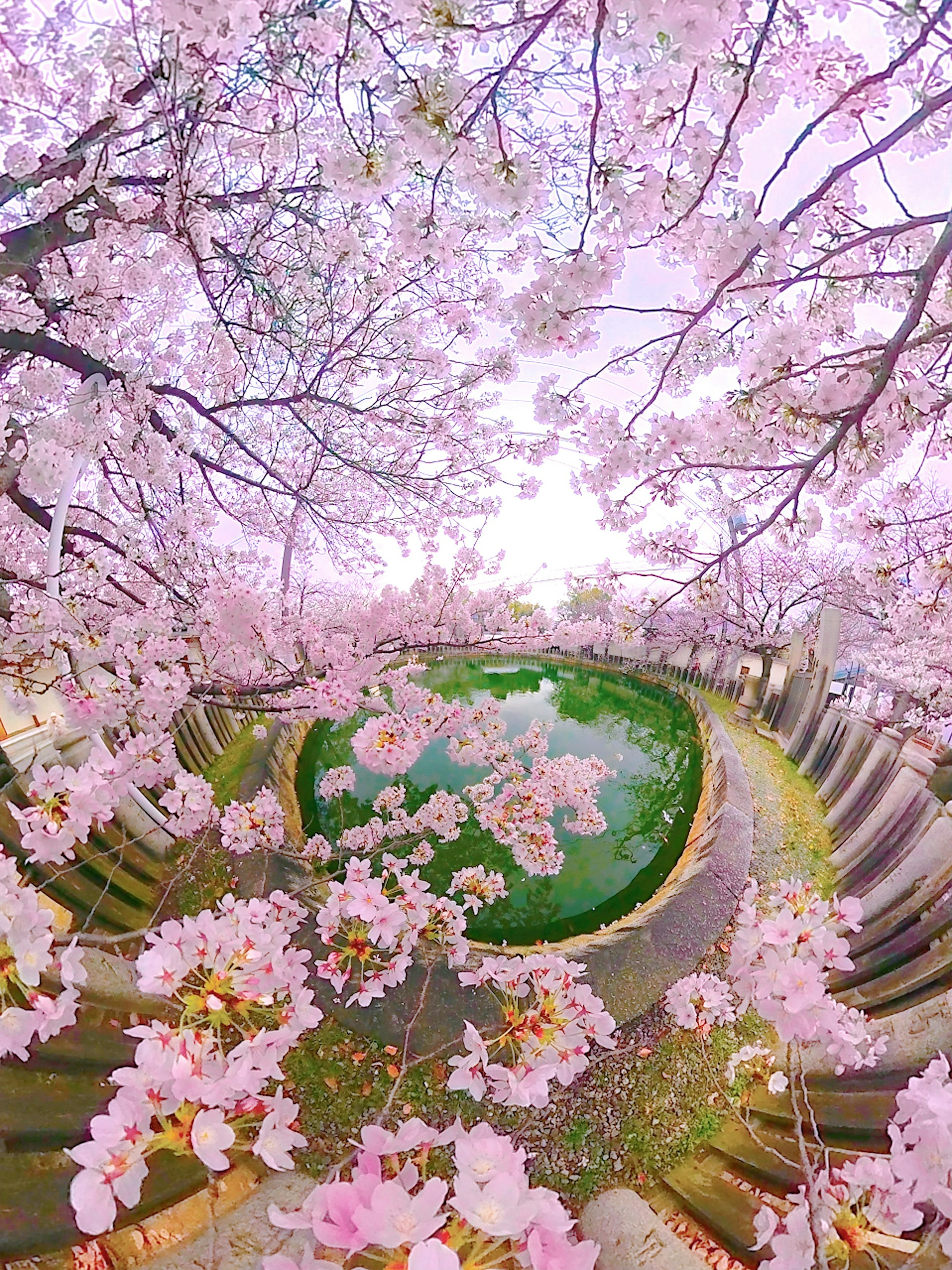 Hermoso paisaje de cerezos en flor con un estanque verde en el centro