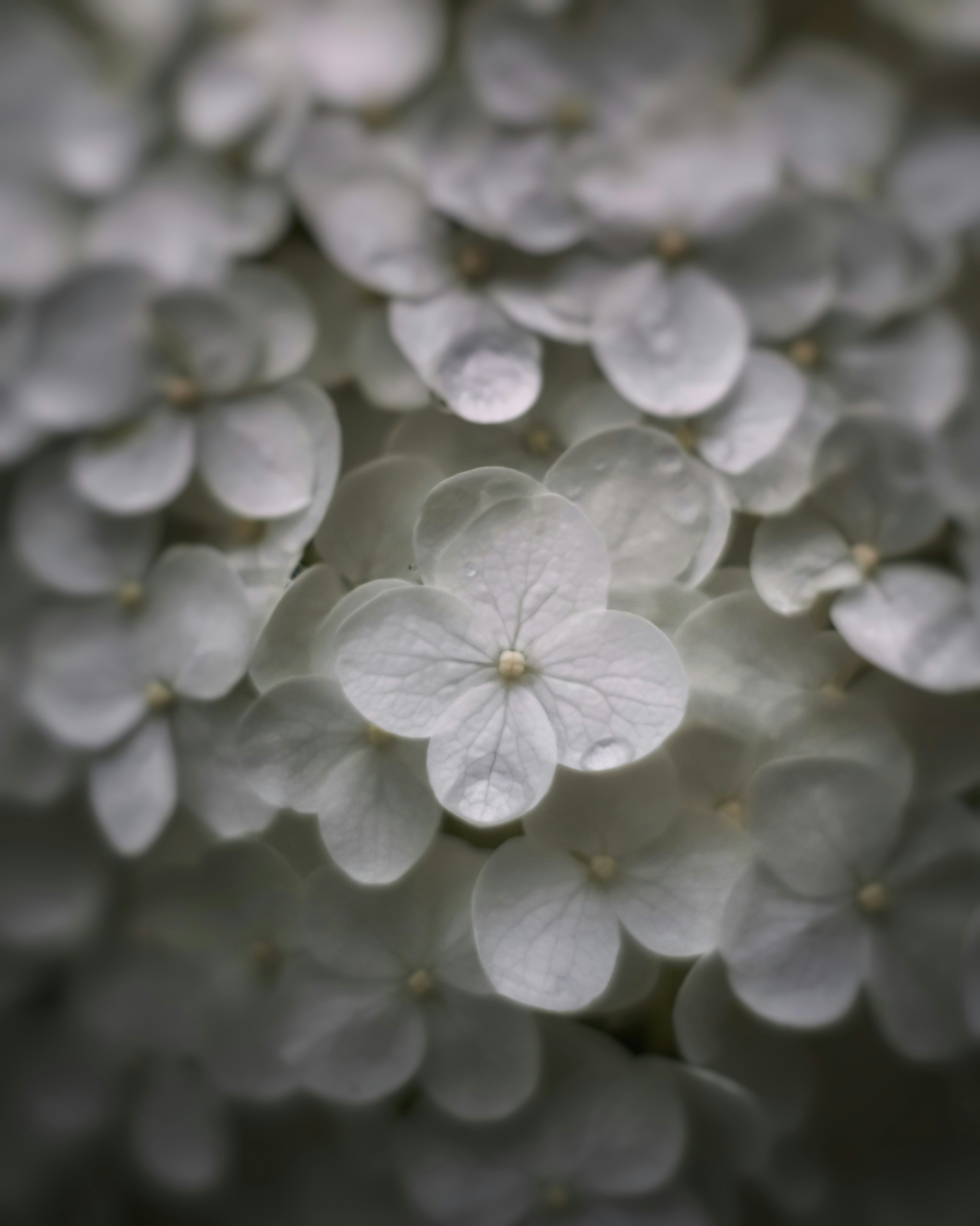 Acercamiento de delicados pétalos de flores blancas superpuestos