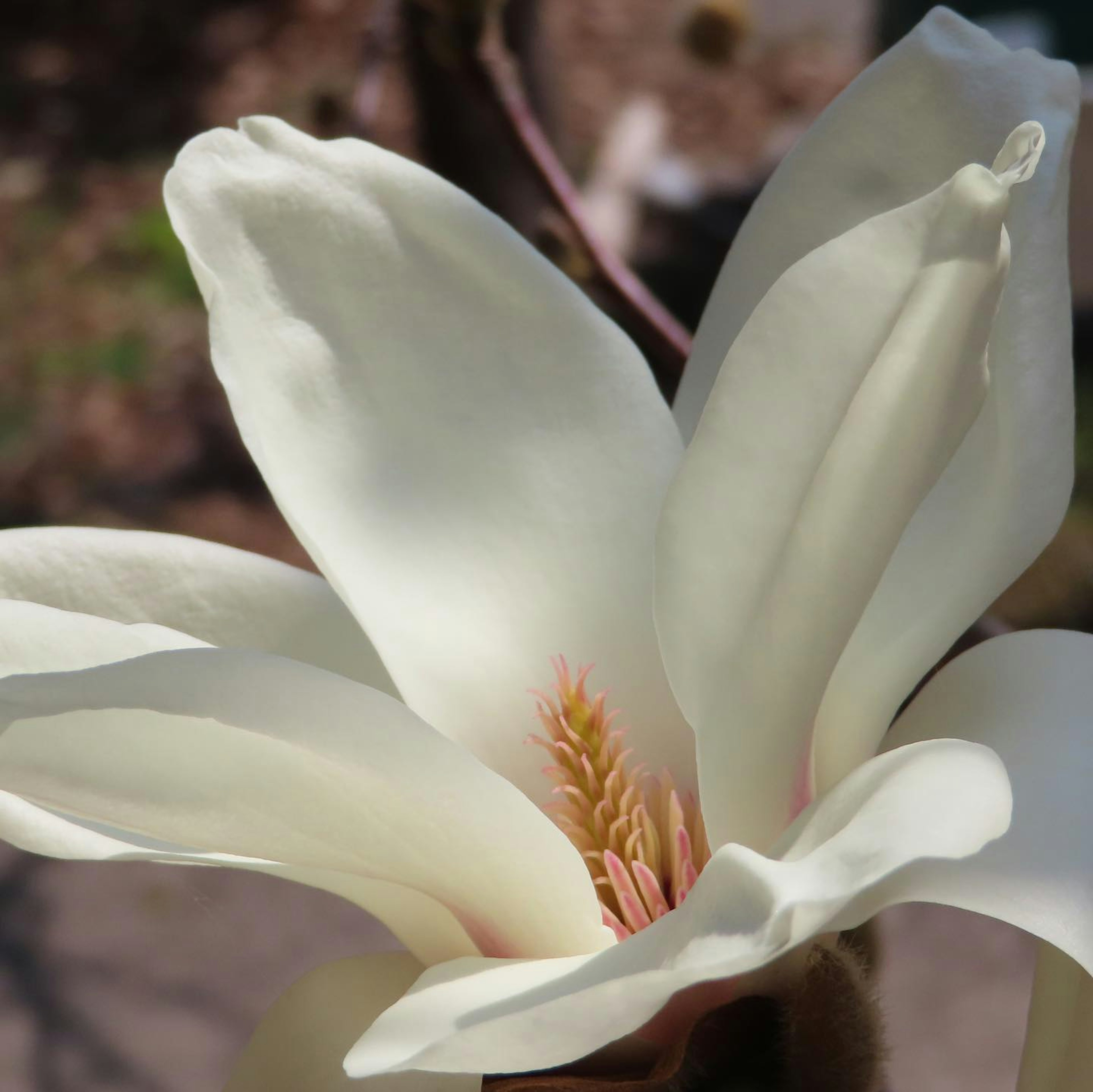 Acercamiento de una flor de magnolia con pétalos blancos