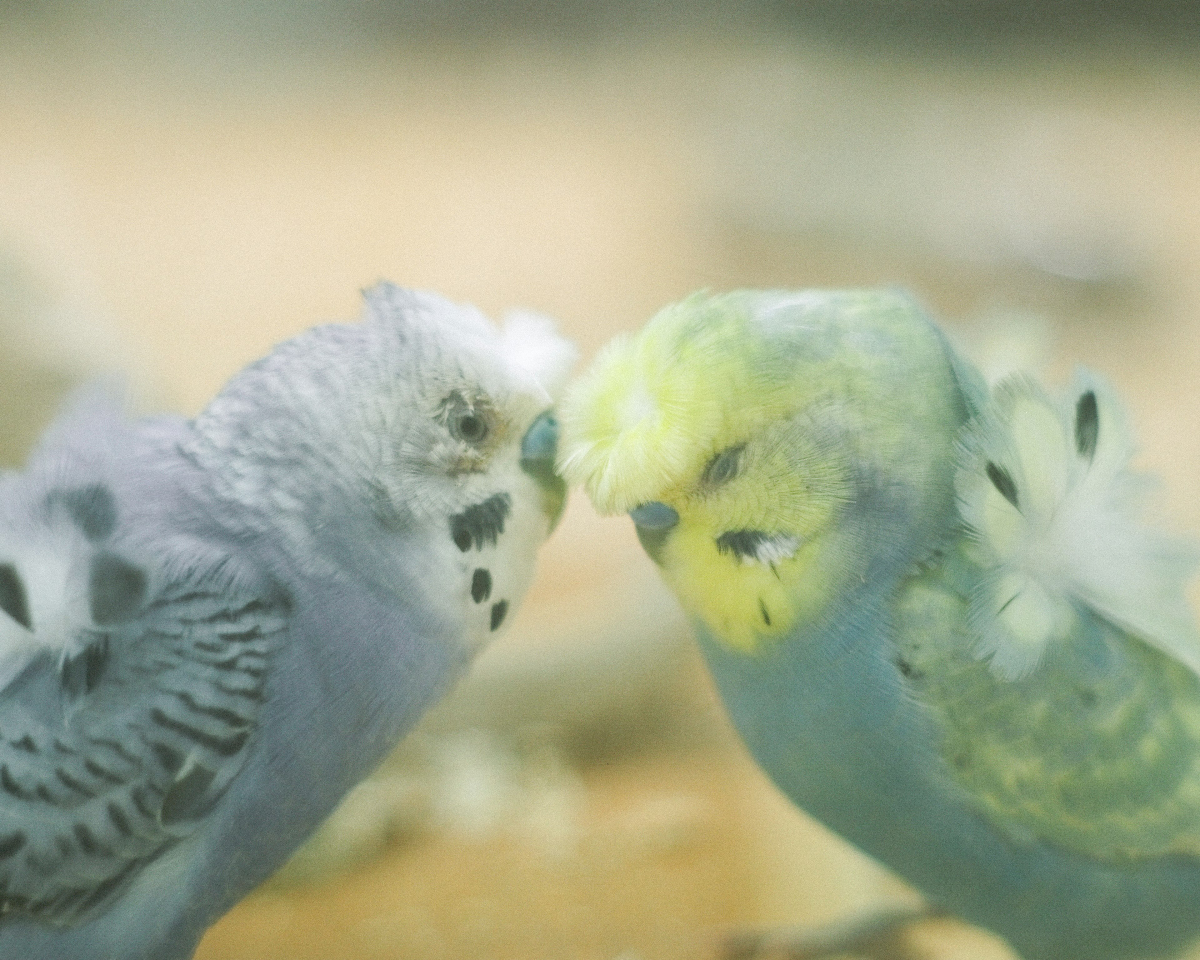 二羽のセキセイインコが鼻を触れ合っている可愛らしいシーン