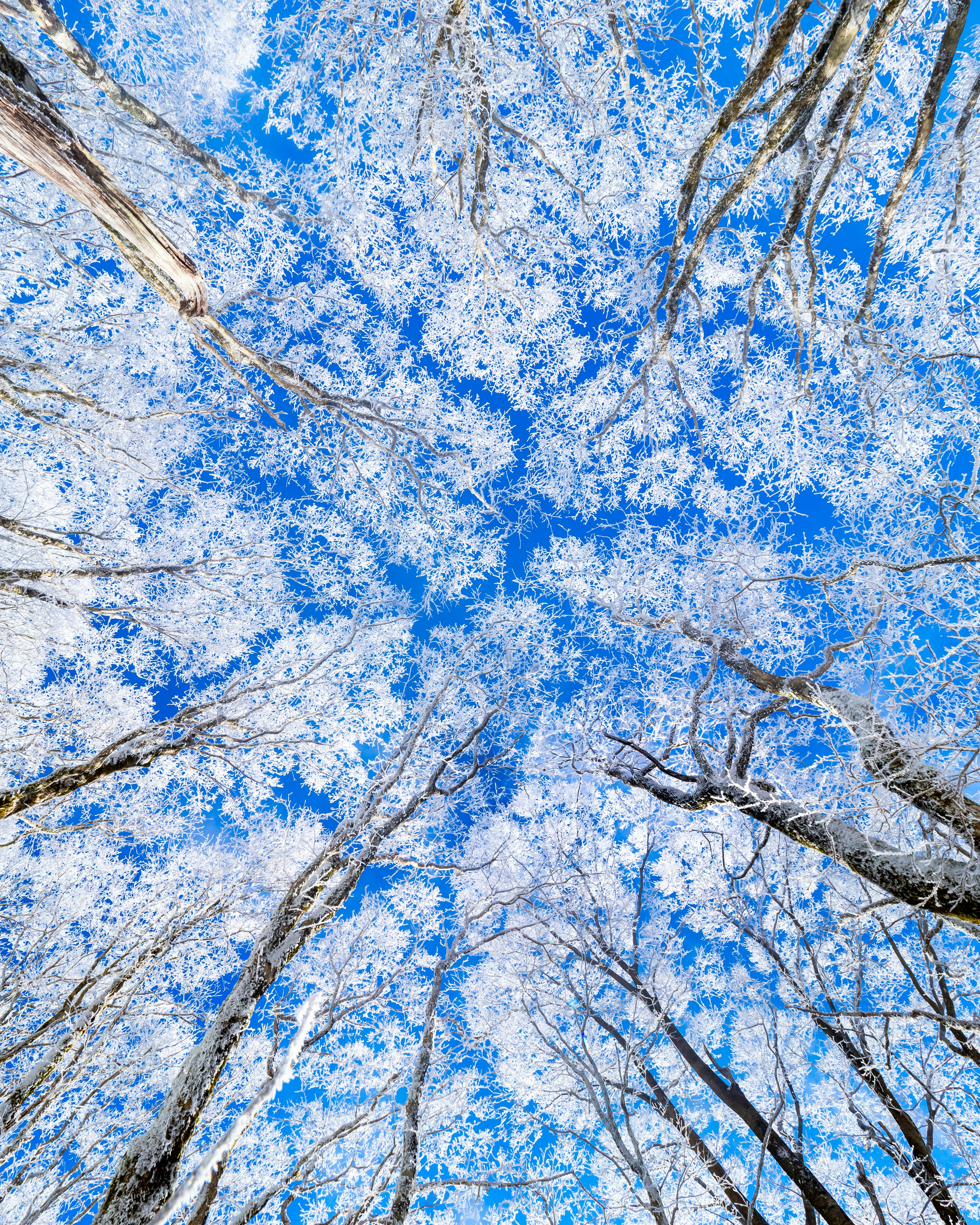 Vue magnifique d'arbres couverts de neige sous un ciel bleu