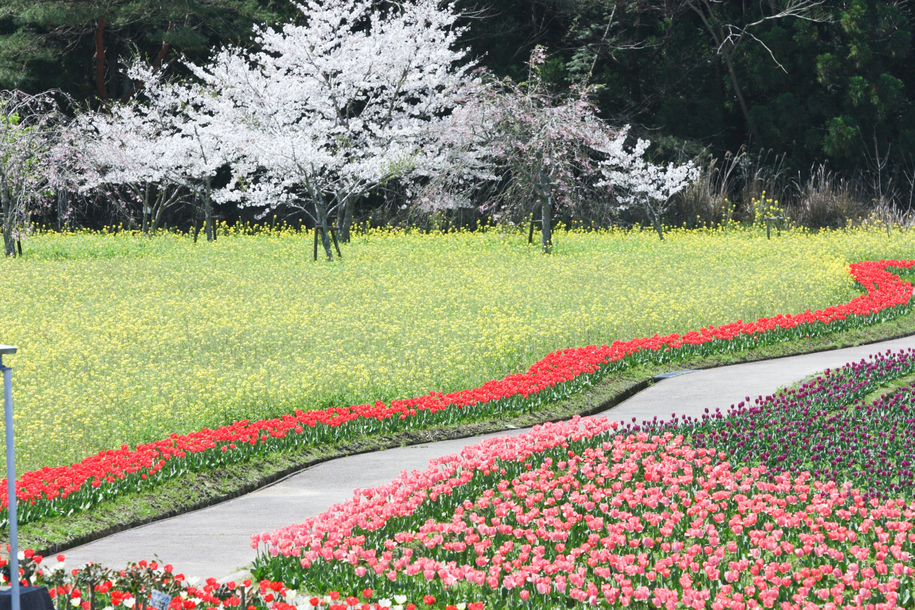 Colorful flower fields with a cherry blossom tree in the background