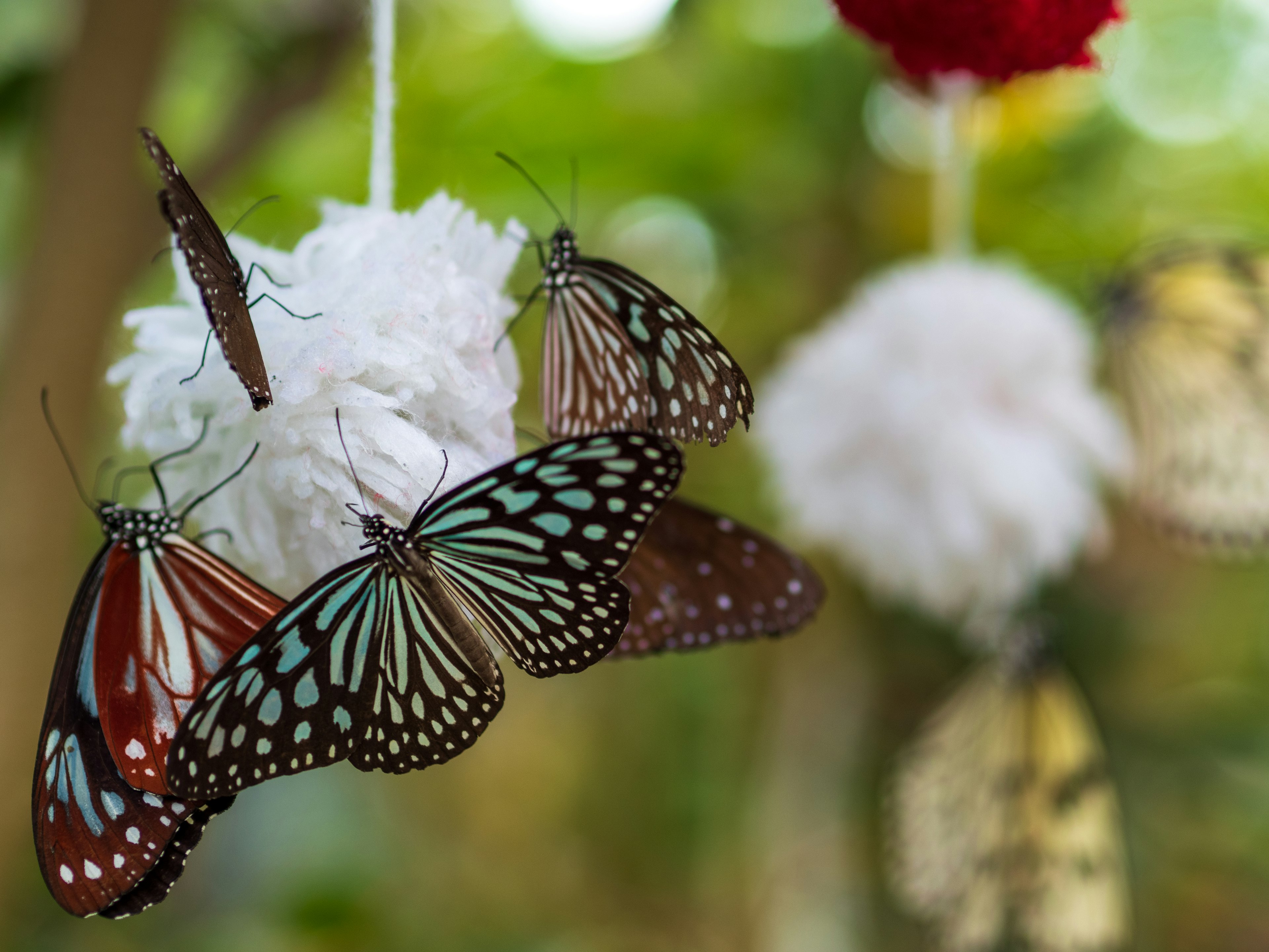 Colorful butterflies gathered around white pom-poms in a beautiful setting