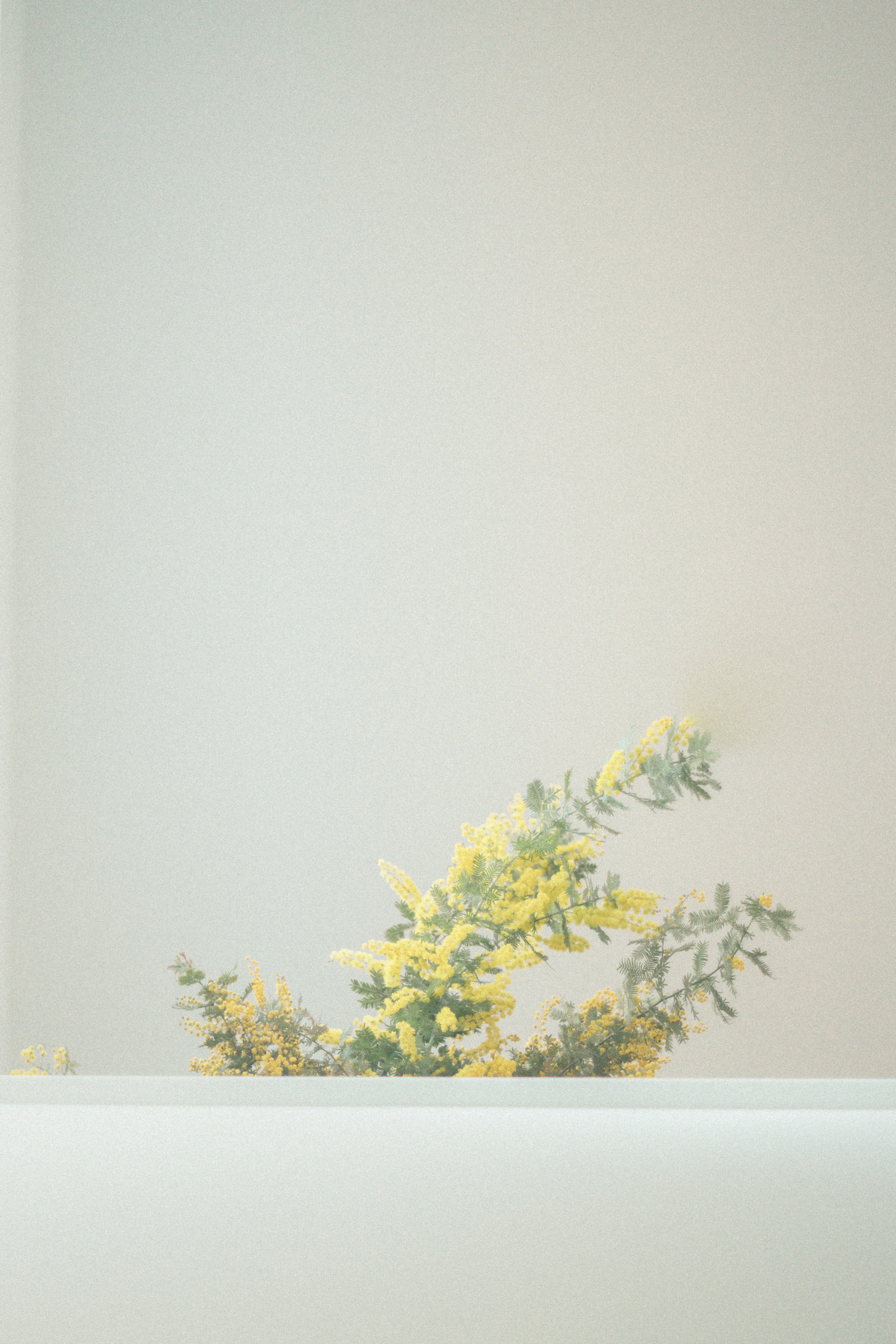 A sprig of yellow flowers emerging from a soft background