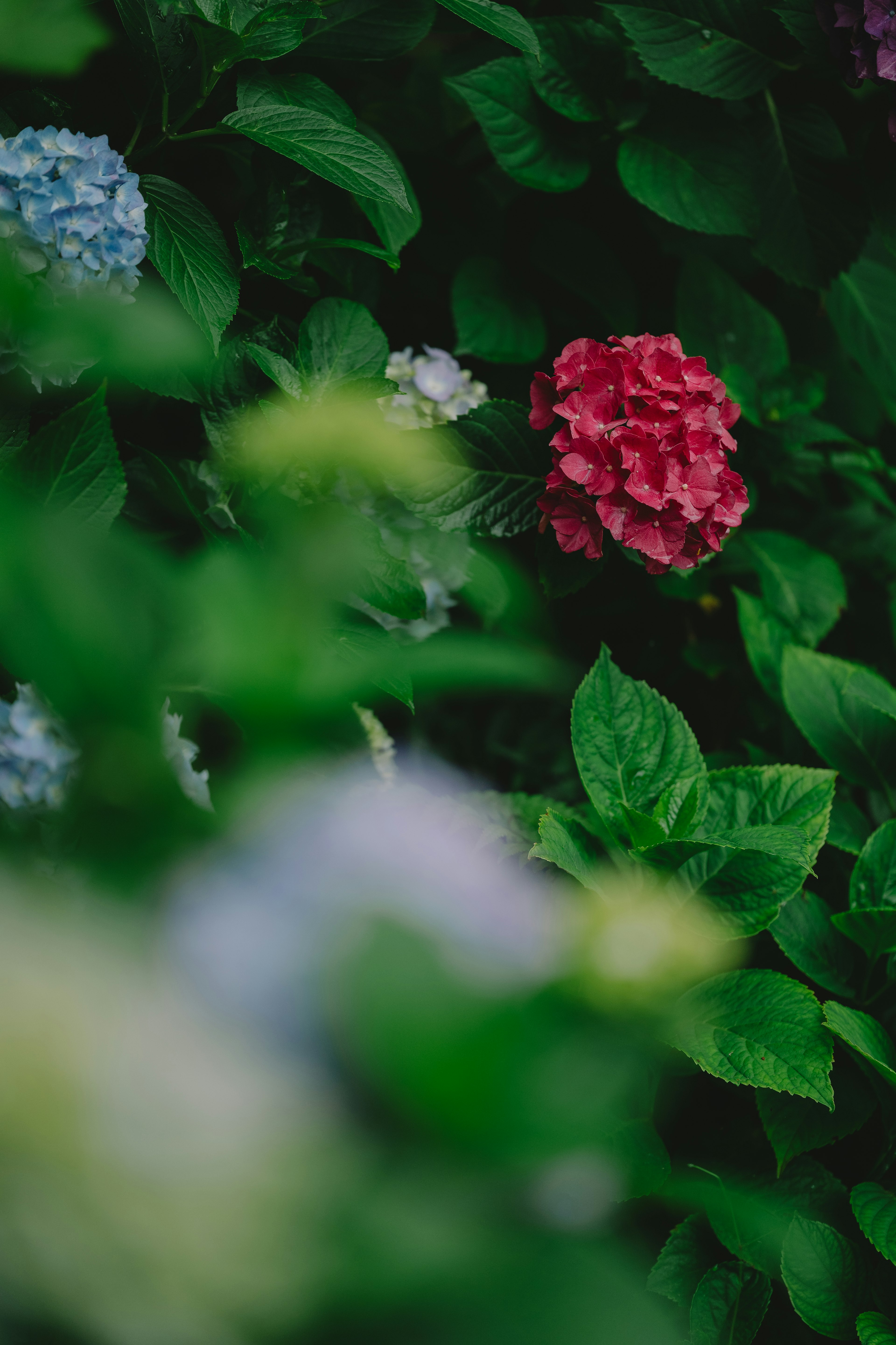 Vibrant hydrangea flowers in various colors surrounded by lush green leaves