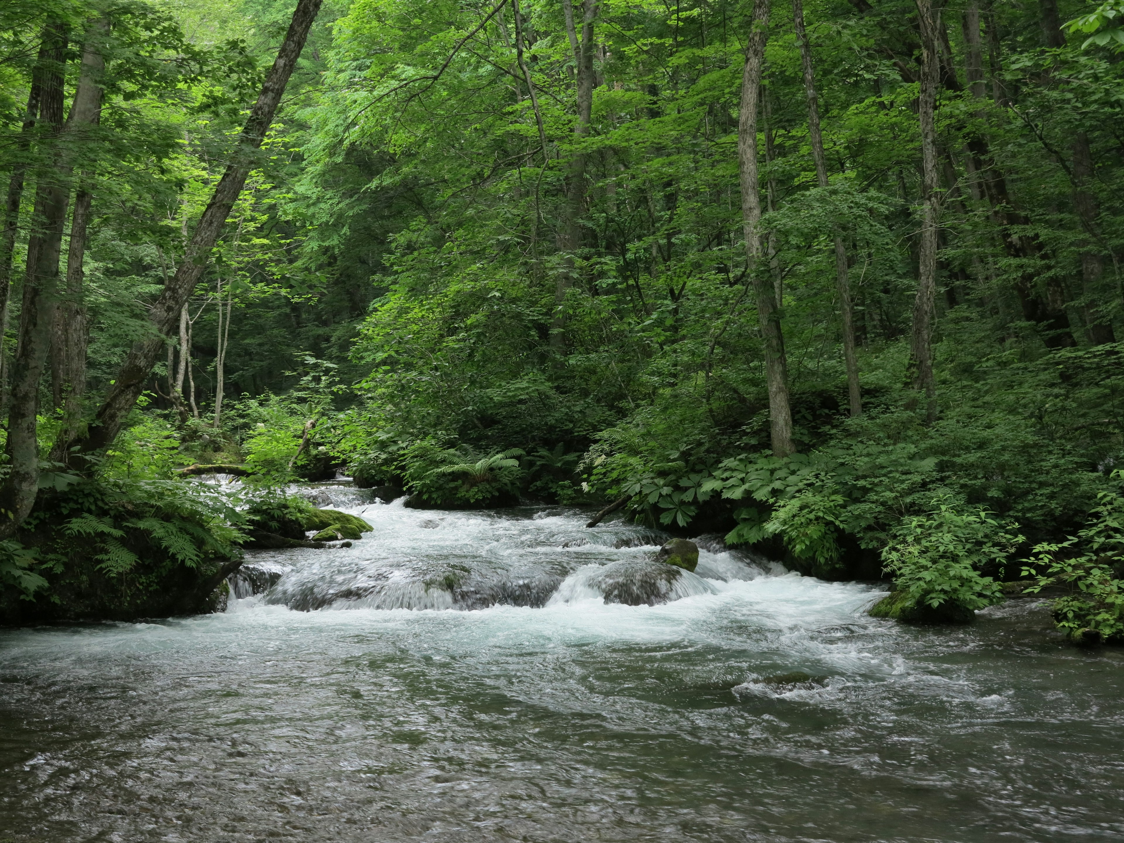 Un río sereno que fluye a través de un bosque verde