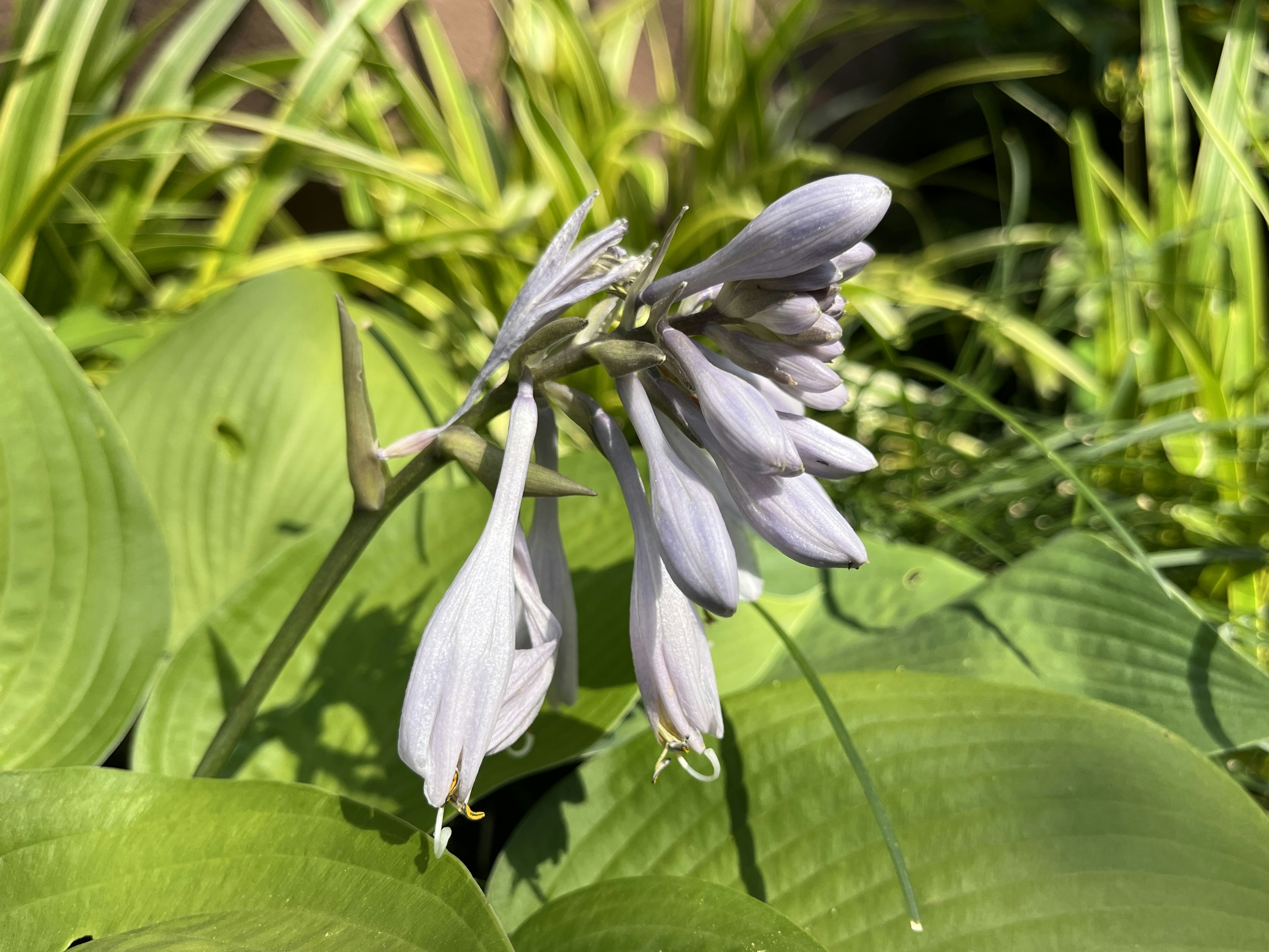 Plante Hosta avec des fleurs blanches entourées de feuilles vertes