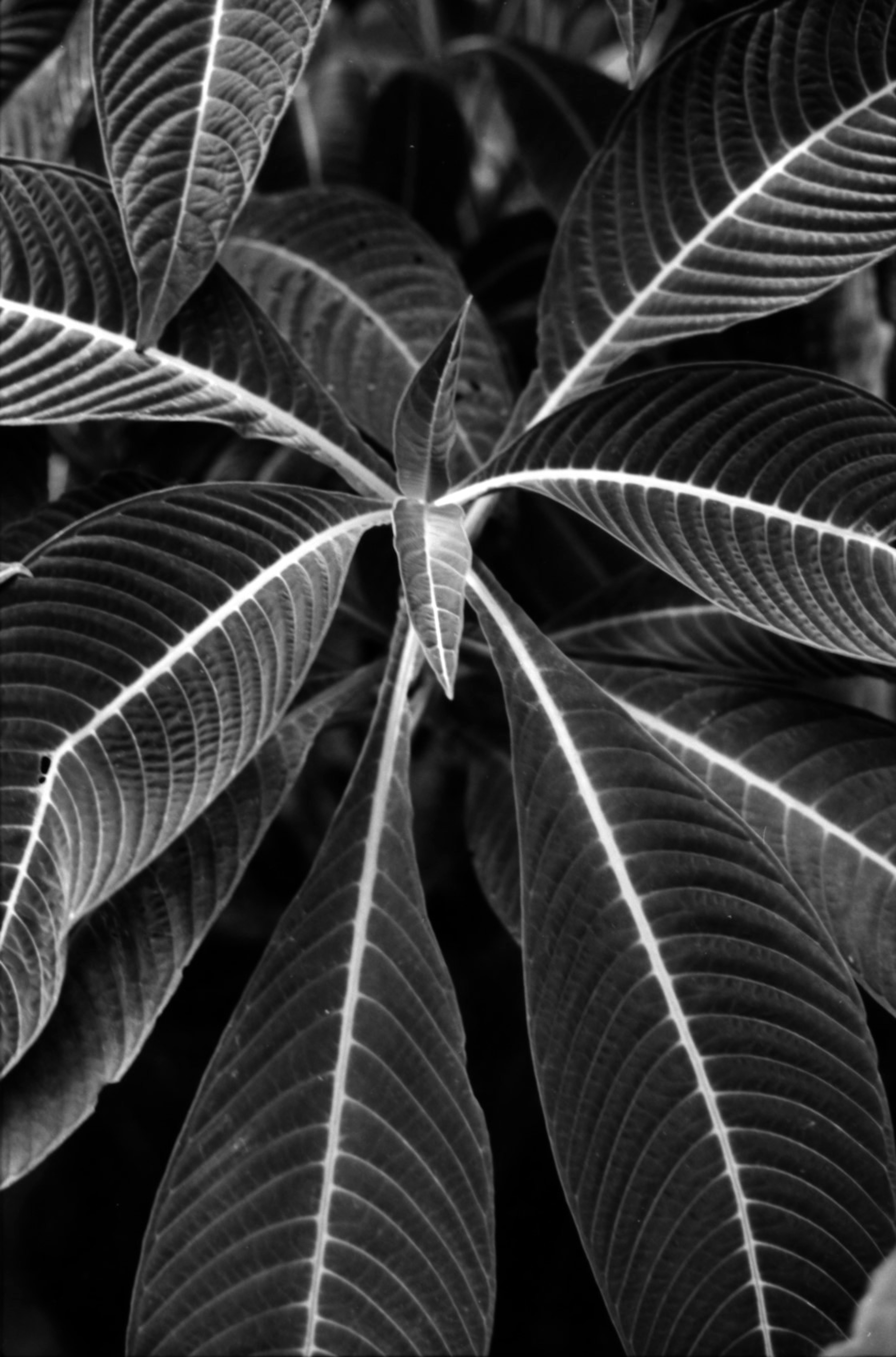 Imagen detallada de hojas de planta dispuestas radialmente en blanco y negro