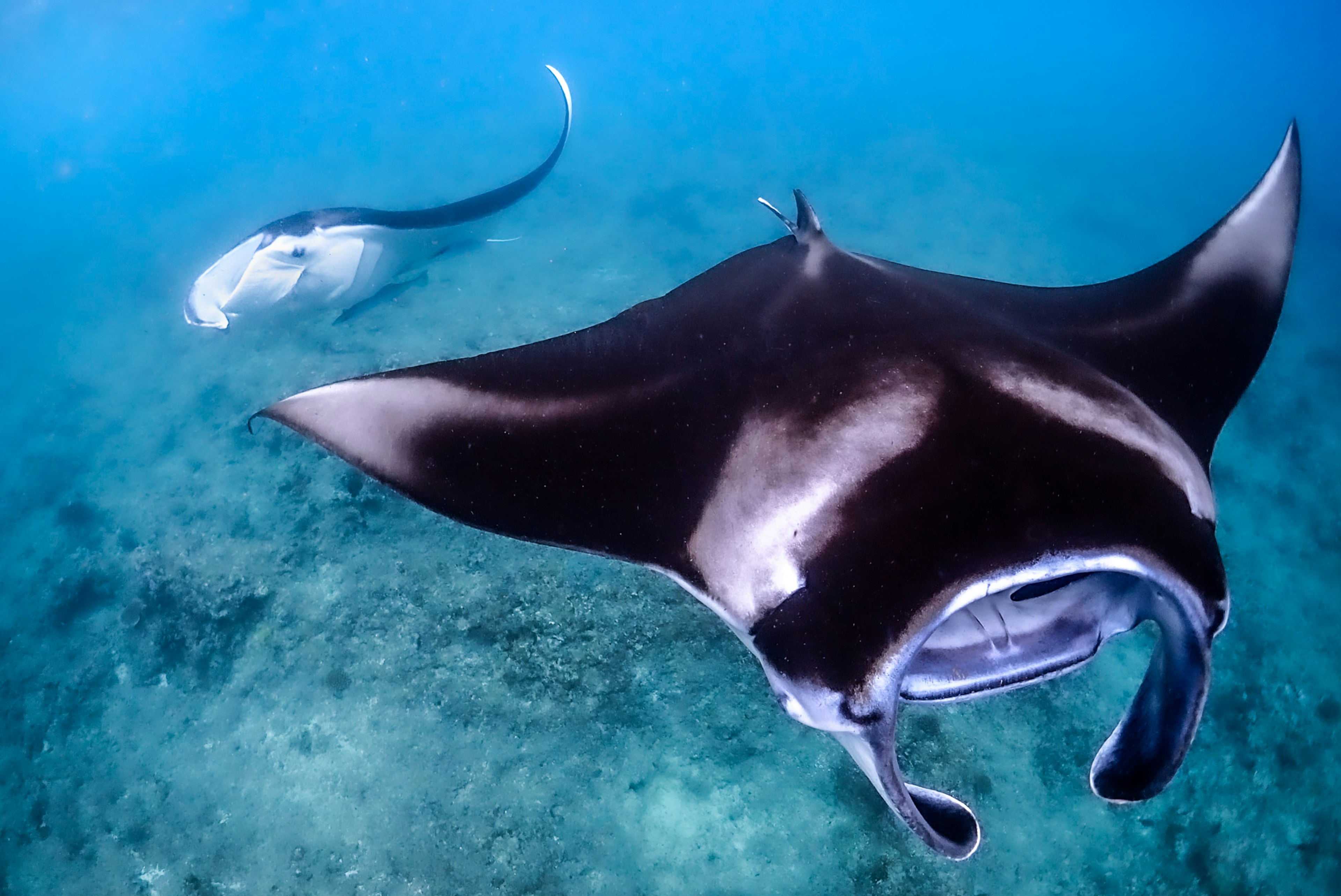 Raie manta nageant gracieusement dans l'eau bleue claire