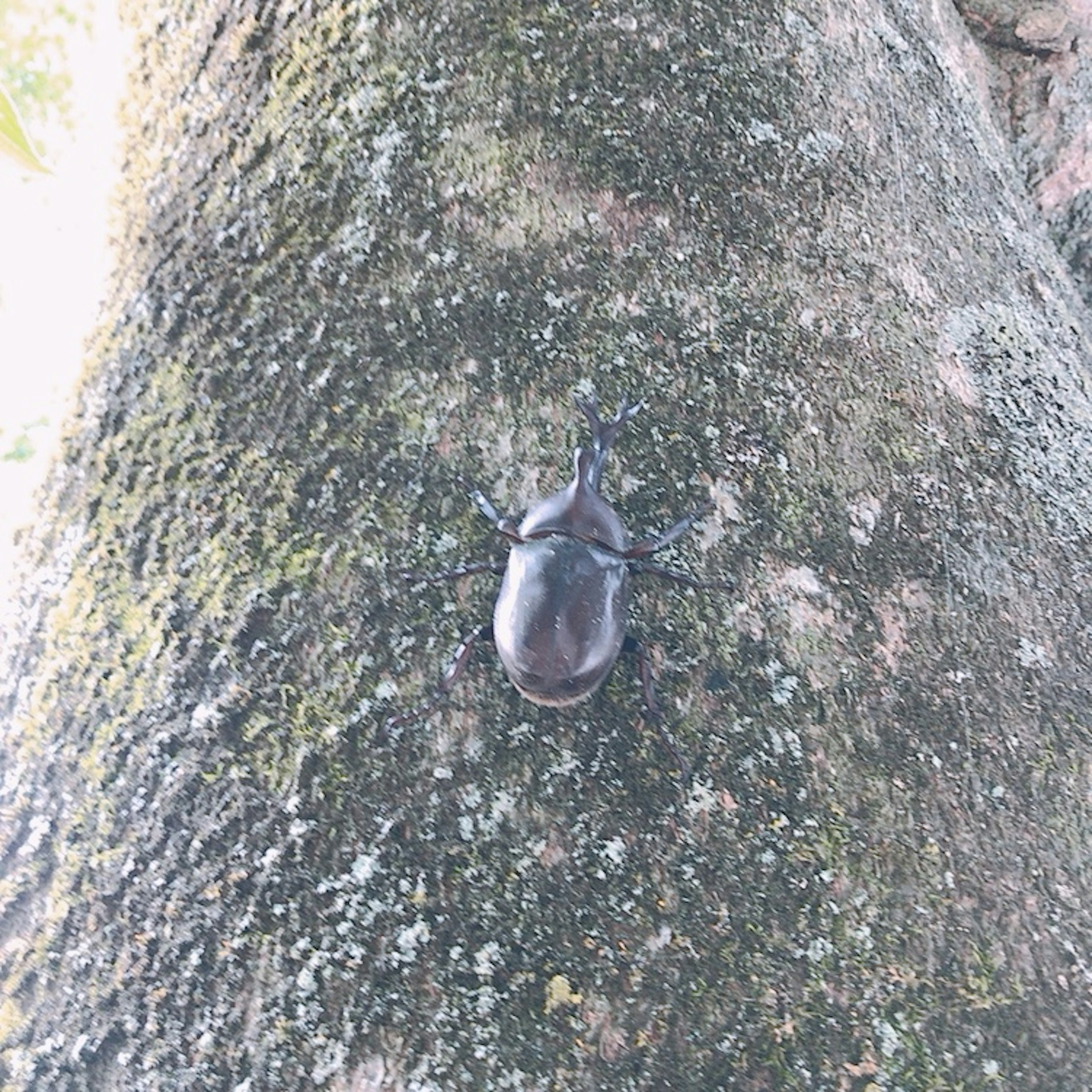 A black beetle climbing a tree trunk