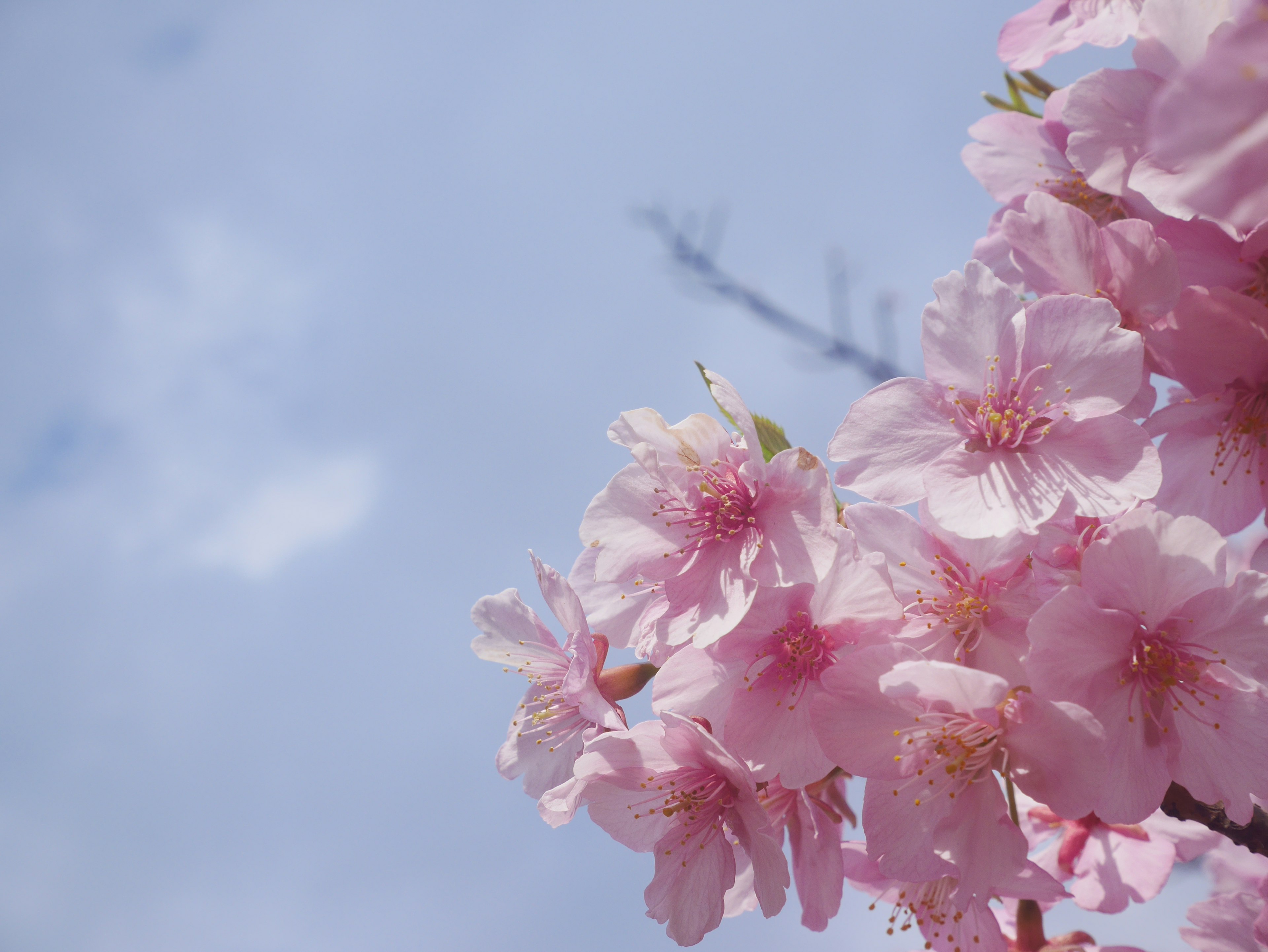 Bunga sakura mekar di bawah langit biru