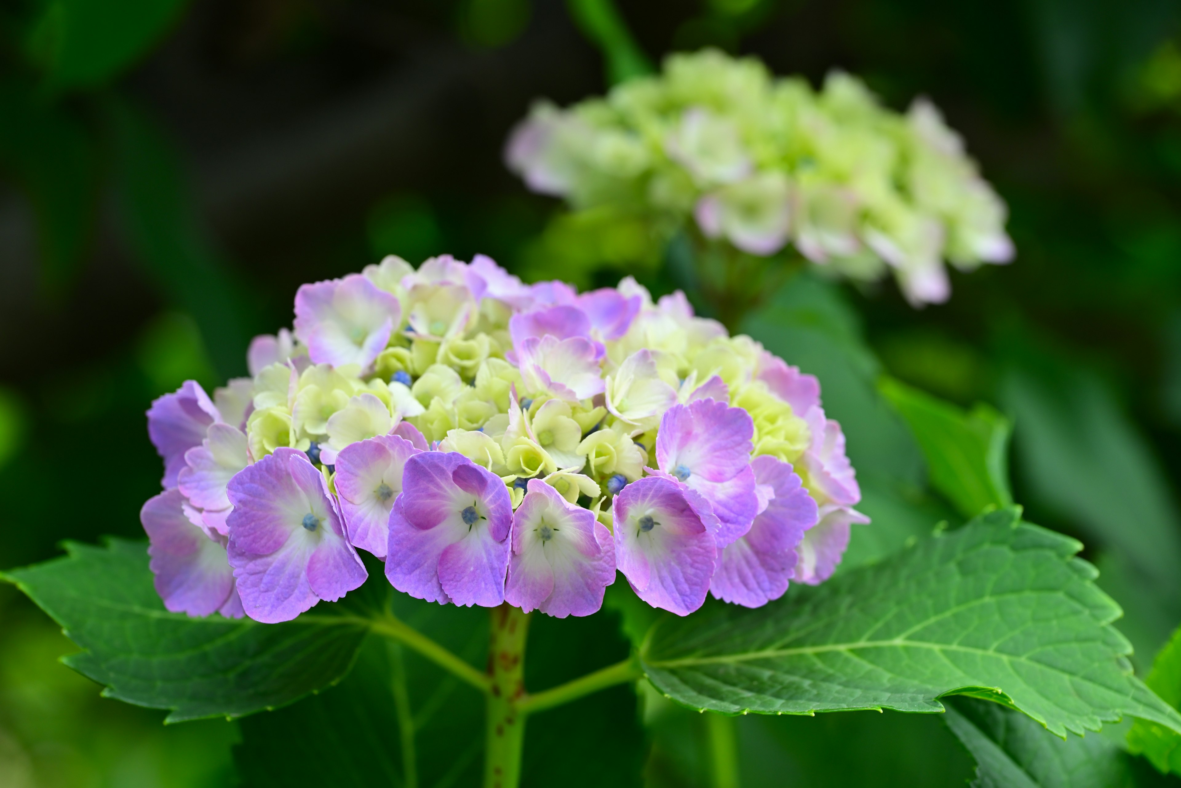 色とりどりの紫と緑の花が咲いている紫陽花のクローズアップ