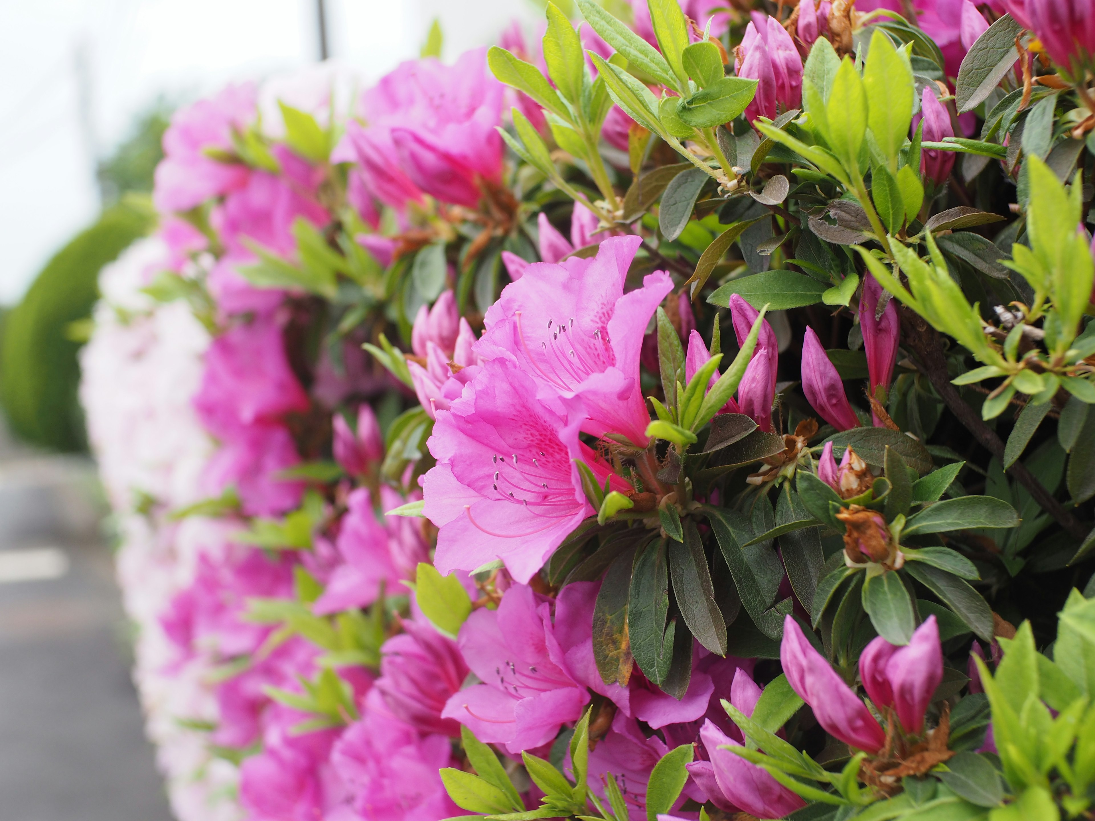 Vibrant pink azalea flowers blooming in a hedge